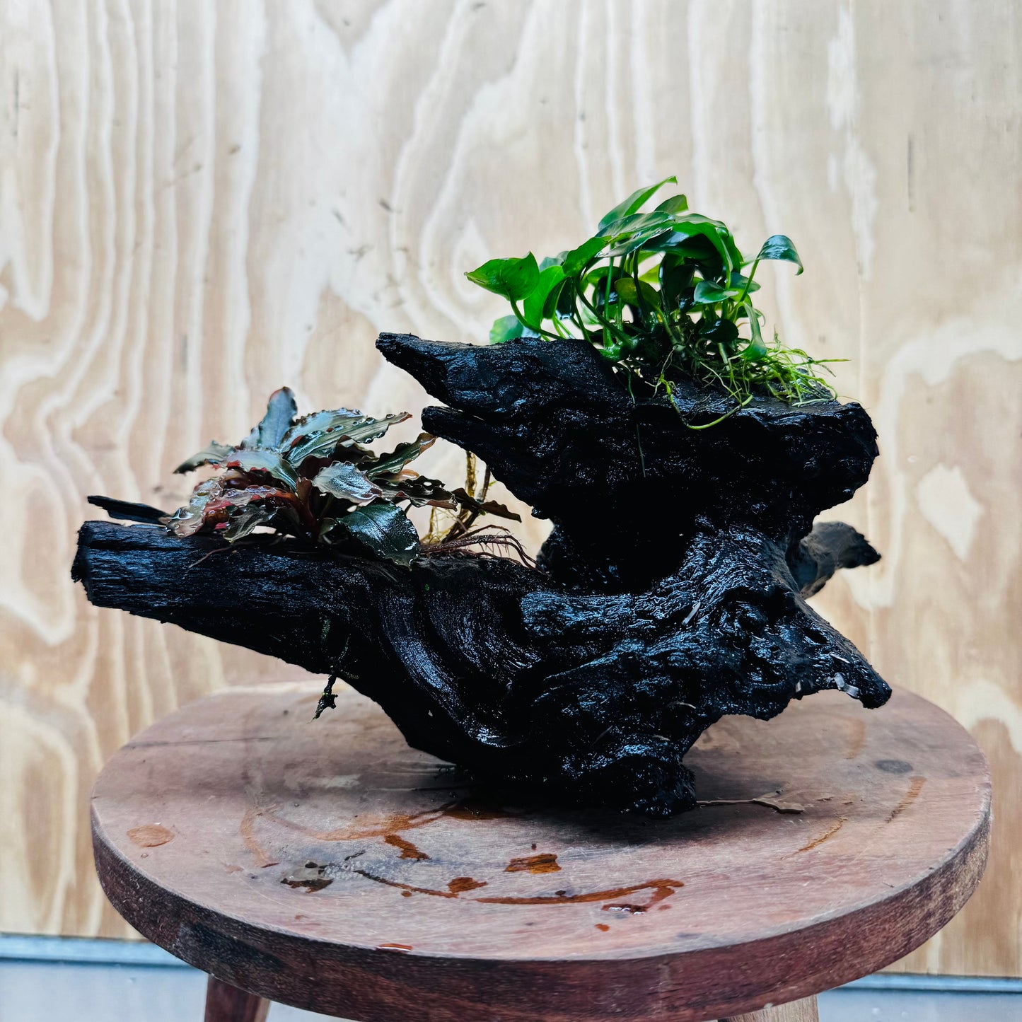 Scapeshop.com.au One Only Bucephalandra and Petite Nana Anubias Driftwood Creation- ONE ONLY - Fabulous Bucephalandra and Petite Nana Anubias Planted Driftwood - ONE ONLY - Fabulous