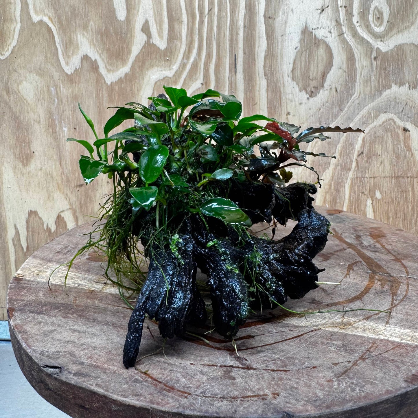 Scapeshop.com.au One Only Bucephalandra and Petite Nana Anubias Driftwood Creation- ONE ONLY - Fabulous Bucephalandra and Petite Nana Anubias Planted Driftwood - ONE ONLY - Fabulous