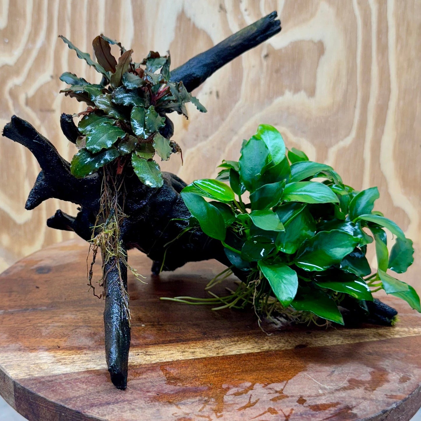 Scapeshop.com.au One Only Bucephalandra and Petite Nana Anubias Planted large Driftwood - ONE ONLY - Fabulous Bucephalandra and Petite Nana Anubias Planted large Driftwood - ONE ONLY - Fabulous