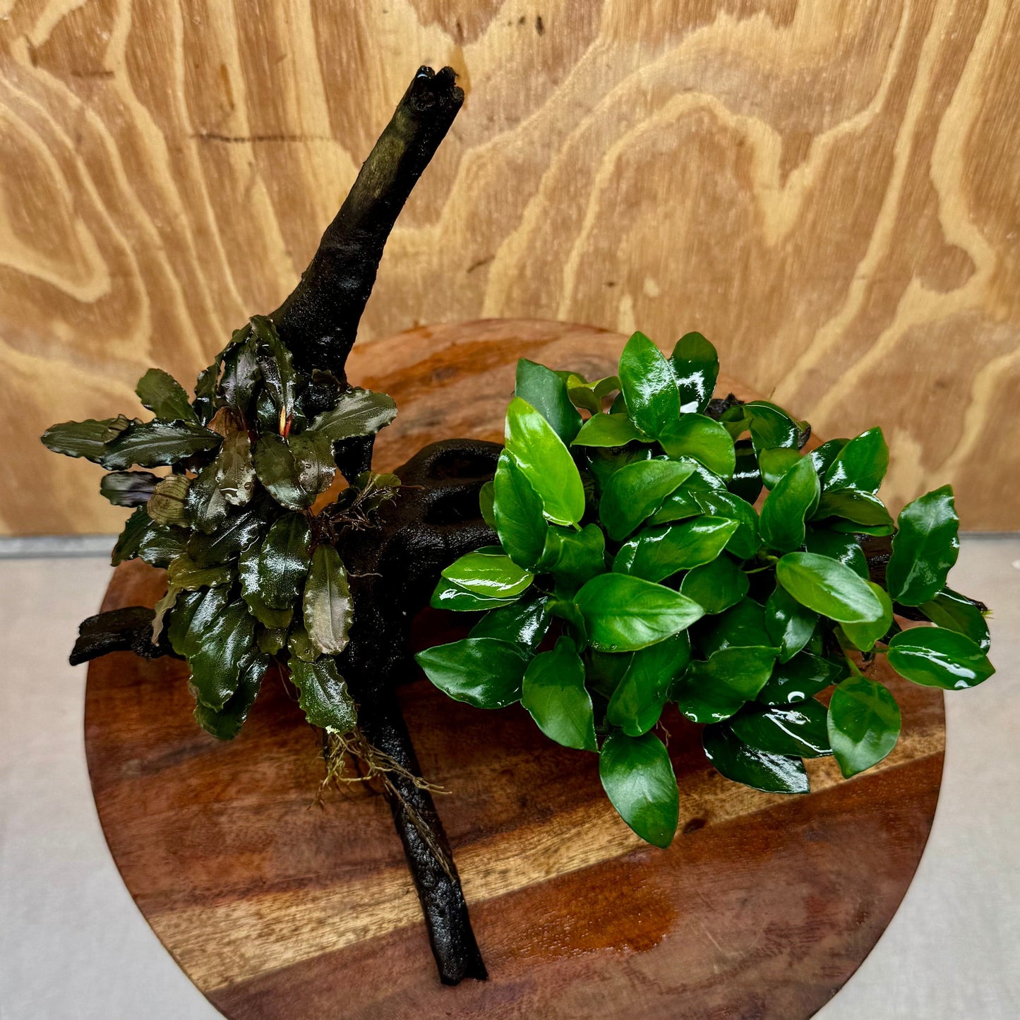 Scapeshop.com.au One Only Bucephalandra and Petite Nana Anubias Planted large Driftwood - ONE ONLY - Fabulous Bucephalandra and Petite Nana Anubias Planted large Driftwood - ONE ONLY - Fabulous