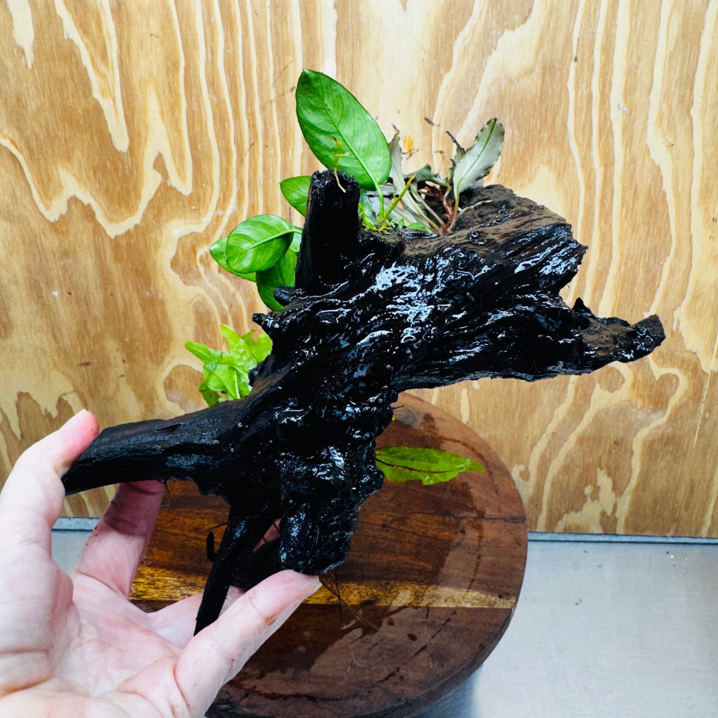 Scapeshop.com.au One Only Bucephalandra, Anubias Nana plus Indo Microsorum (Java Fern) Driftwood Creation - One Only - Fantastic Bucephalandra, Anubias Nana plus Indo Microsorum (Java Fern) Driftwood Creation - One Only - Fantastic