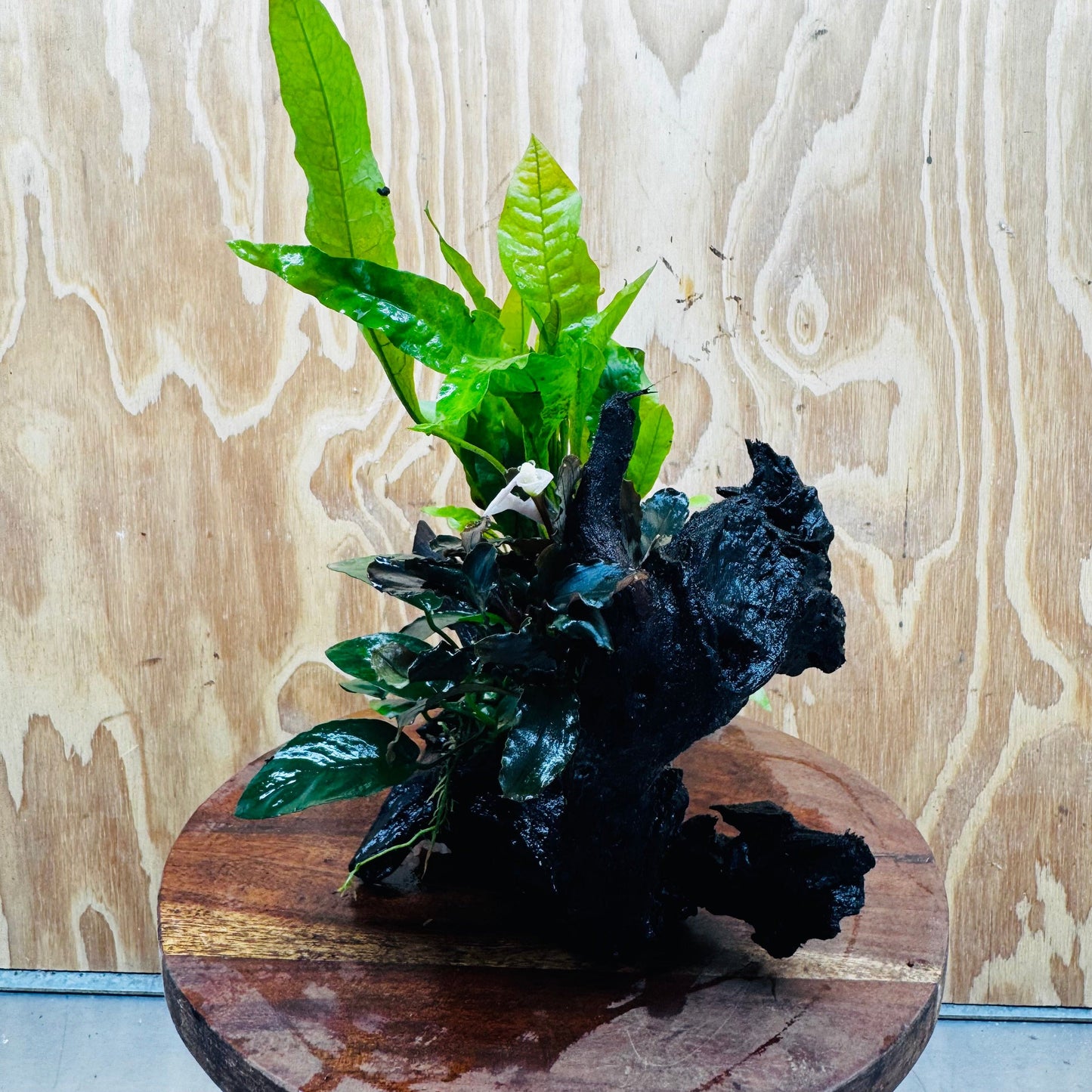 Scapeshop.com.au One Only Bucephalandra, Anubias Nana plus Indo Microsorum (Java Fern) Driftwood Creation - One Only - Fantastic Bucephalandra, Anubias Nana plus Indo Microsorum (Java Fern) Driftwood Creation - One Only - Fantastic