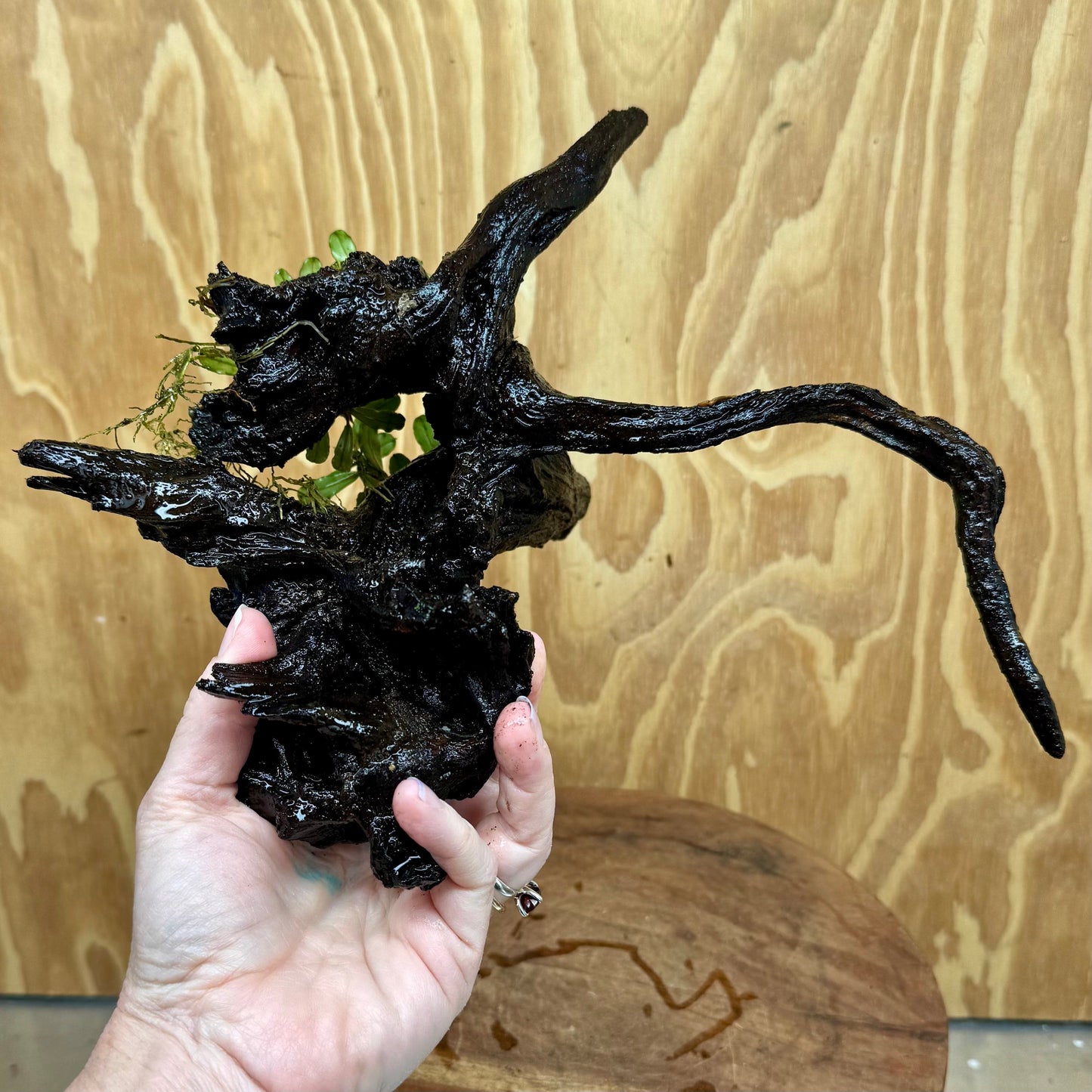 Scapeshop.com.au One Only Bucephalandra Double Planted Medium Driftwood - ONE ONLY - Amazing Bucephalandra Double Planted Medium Driftwood - ONE ONLY - Amazing