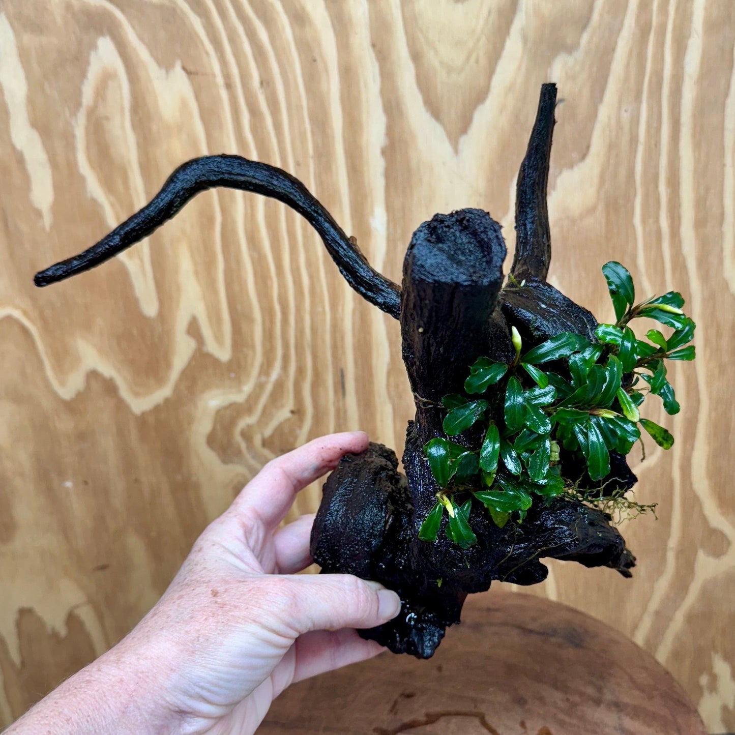 Scapeshop.com.au One Only Bucephalandra Double Planted Medium Driftwood - ONE ONLY - Amazing Bucephalandra Double Planted Medium Driftwood - ONE ONLY - Amazing