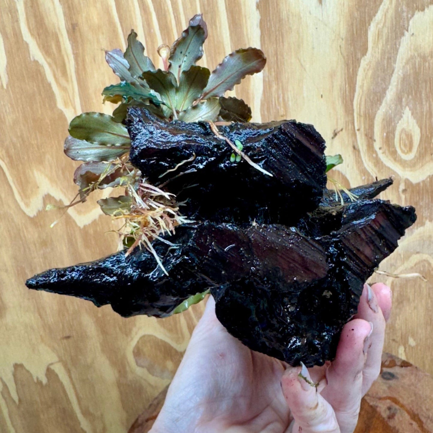 Scapeshop.com.au One Only Bucephalandra Double Planted Medium Driftwood - ONE ONLY - Amazing Bucephalandra Double Planted Medium Driftwood - ONE ONLY - Amazing