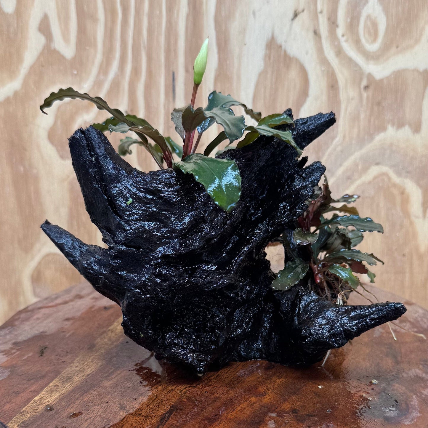 Scapeshop.com.au One Only Bucephalandra Double Planted Medium Driftwood - ONE ONLY - Amazing Bucephalandra Double Planted Medium Driftwood - ONE ONLY - Amazing