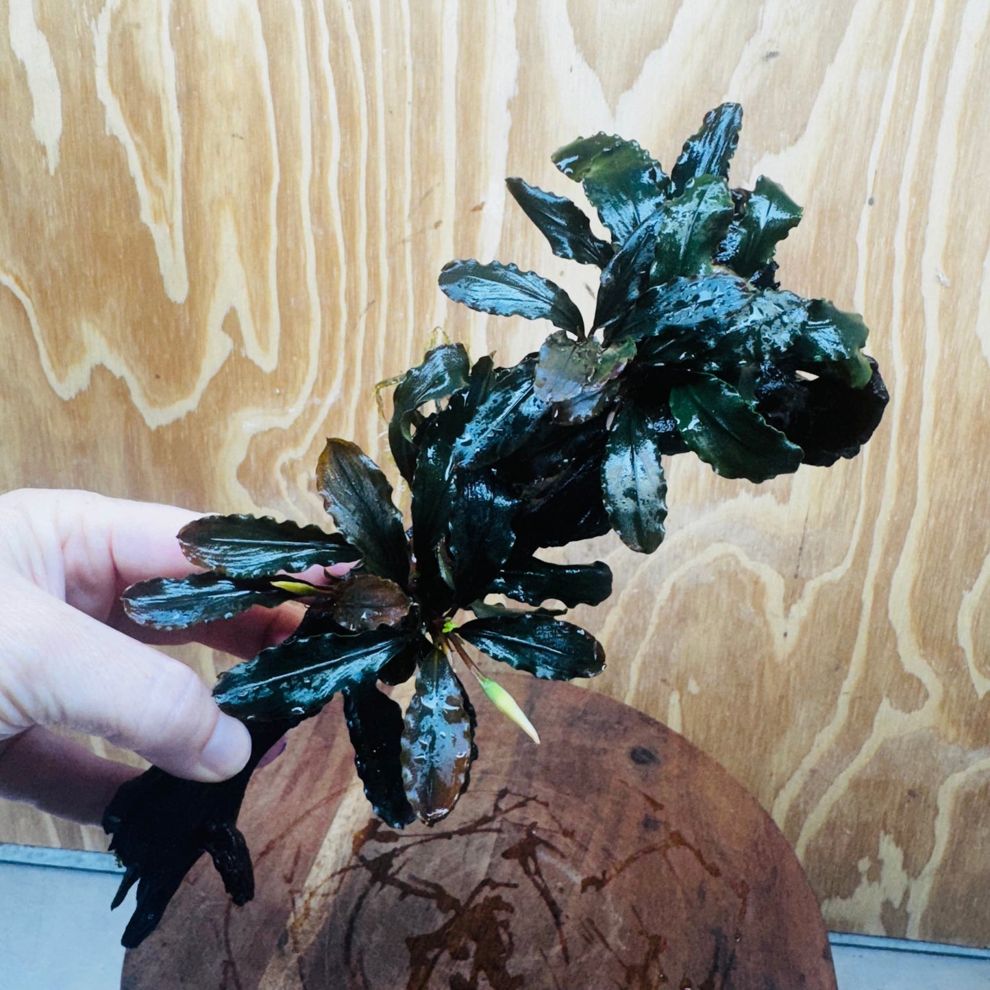 Scapeshop.com.au One Only Bucephalandra Double Planted Medium Driftwood - ONE ONLY - Amazing Bucephalandra Double Planted Medium Driftwood - ONE ONLY - Amazing