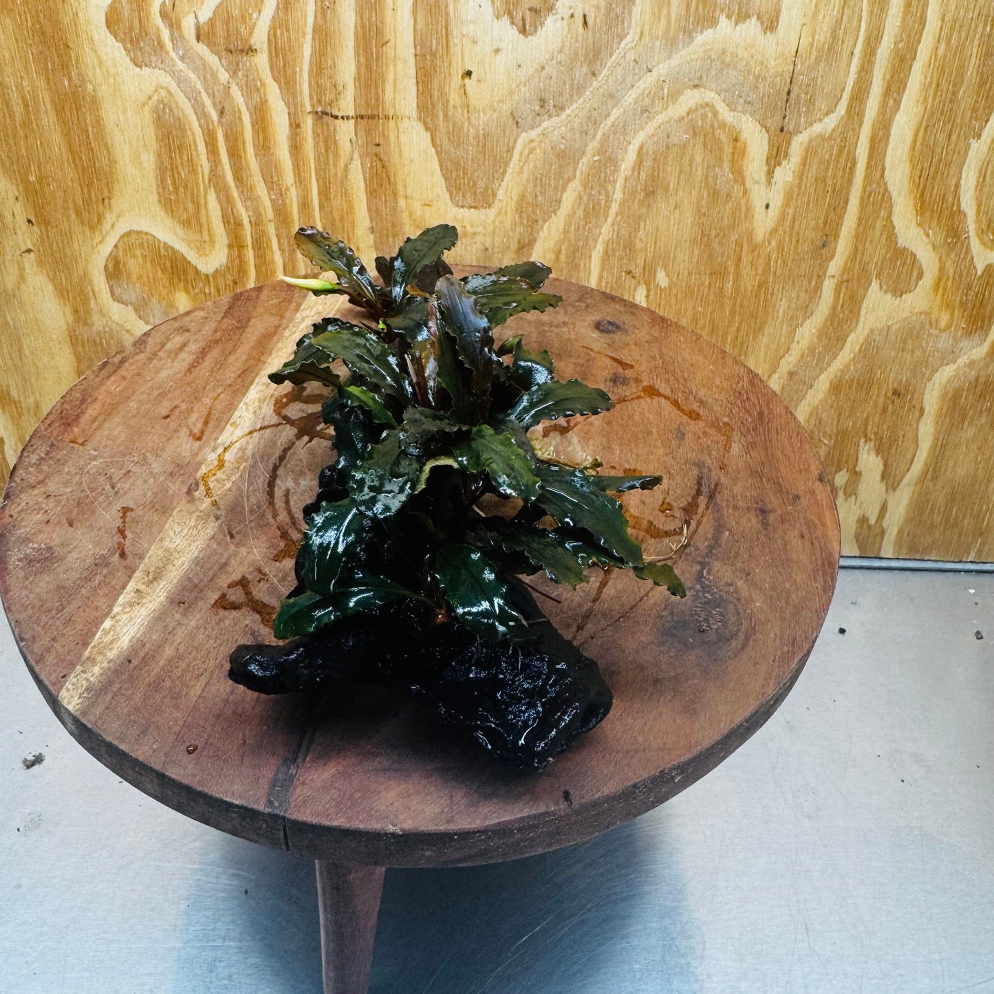 Scapeshop.com.au One Only Bucephalandra Double Planted Medium Driftwood - ONE ONLY - Amazing Bucephalandra Double Planted Medium Driftwood - ONE ONLY - Amazing