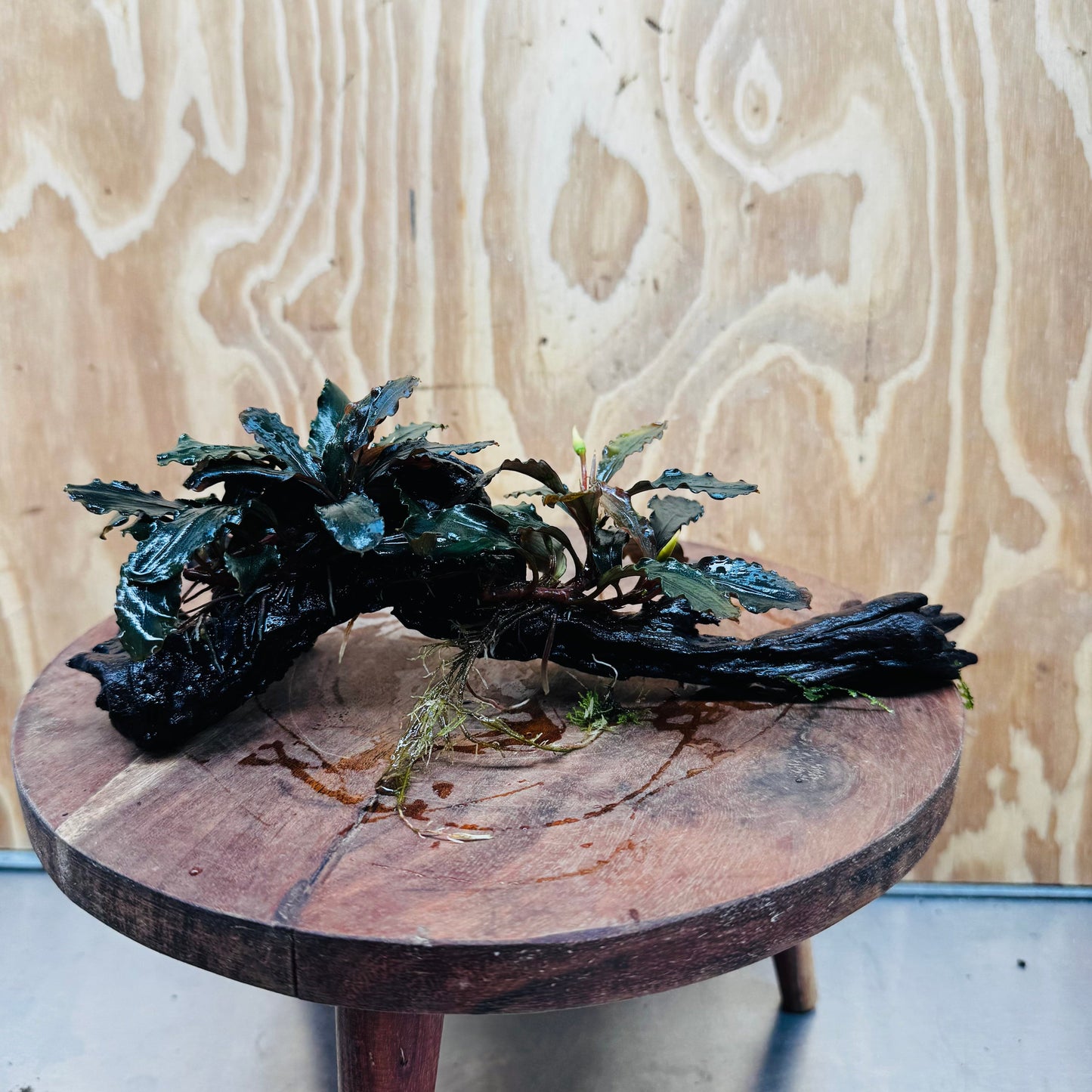 Scapeshop.com.au One Only Bucephalandra Double Planted Medium Driftwood - ONE ONLY - Amazing Bucephalandra Double Planted Medium Driftwood - ONE ONLY - Amazing