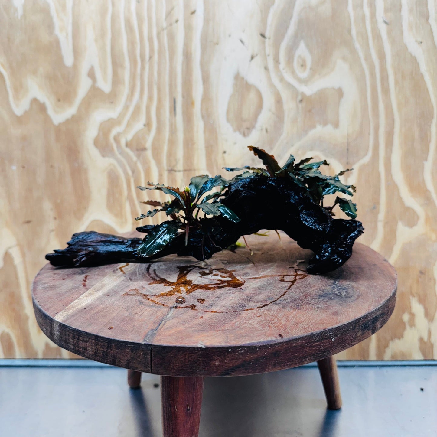 Scapeshop.com.au One Only Bucephalandra Double Planted Medium Driftwood - ONE ONLY - Amazing Bucephalandra Double Planted Medium Driftwood - ONE ONLY - Amazing