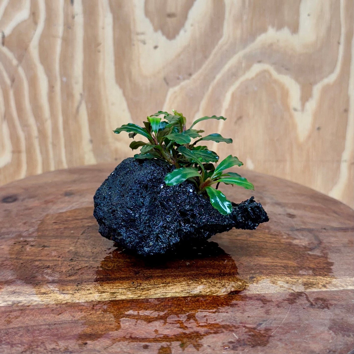 Scapeshop.com.au One Only Bucephalandra Lava Rock Small - ONE ONLY - Awesome Bucephalandra Lava Rock Small - ONE ONLY - Awesome