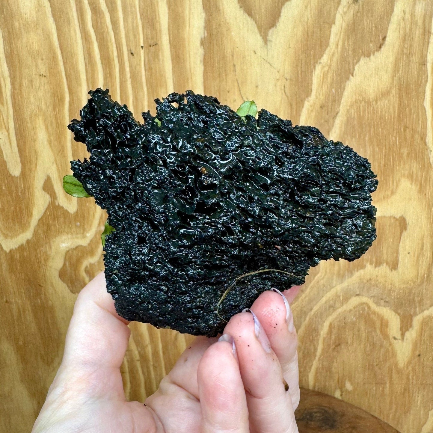 Scapeshop.com.au One Only Bucephalandra Lava Rock Small - ONE ONLY - Awesome Bucephalandra Lava Rock Small - ONE ONLY - Awesome