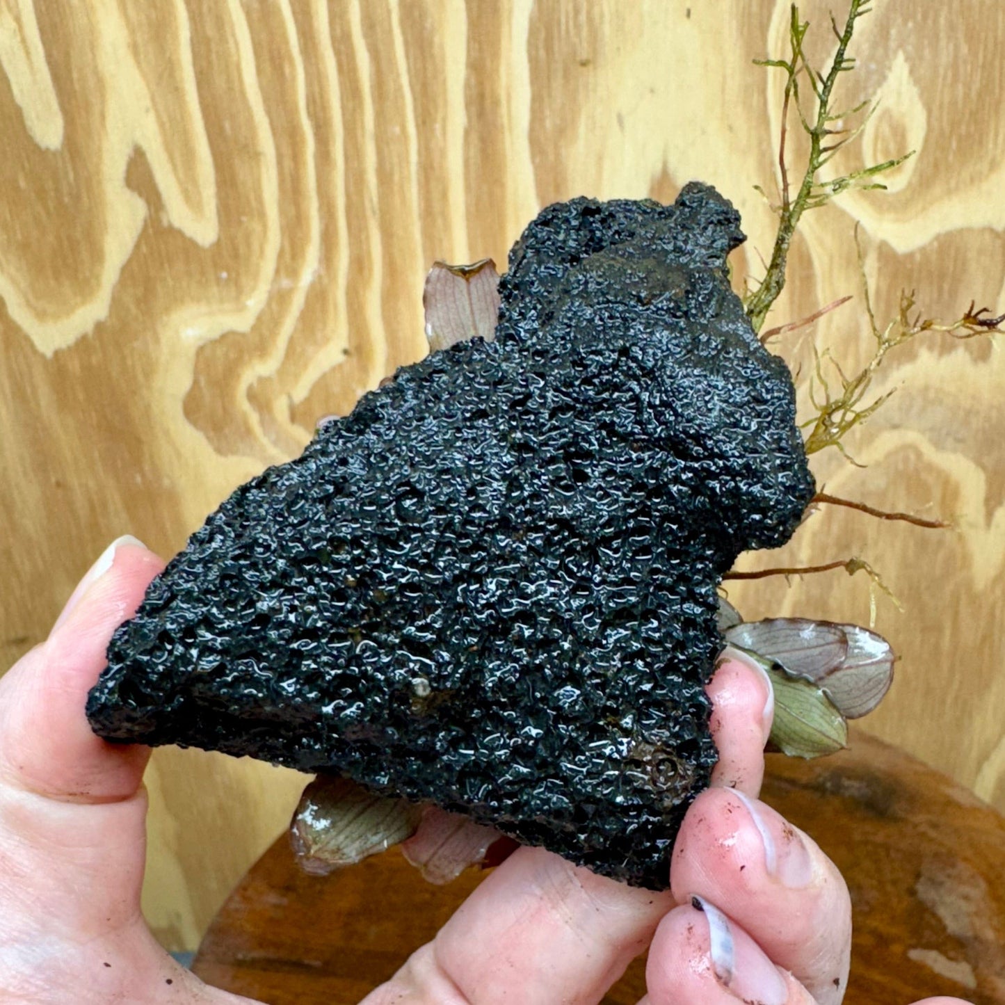 Scapeshop.com.au One Only Bucephalandra Lava Rock Small - ONE ONLY - Awesome Bucephalandra Lava Rock Small - ONE ONLY - Awesome