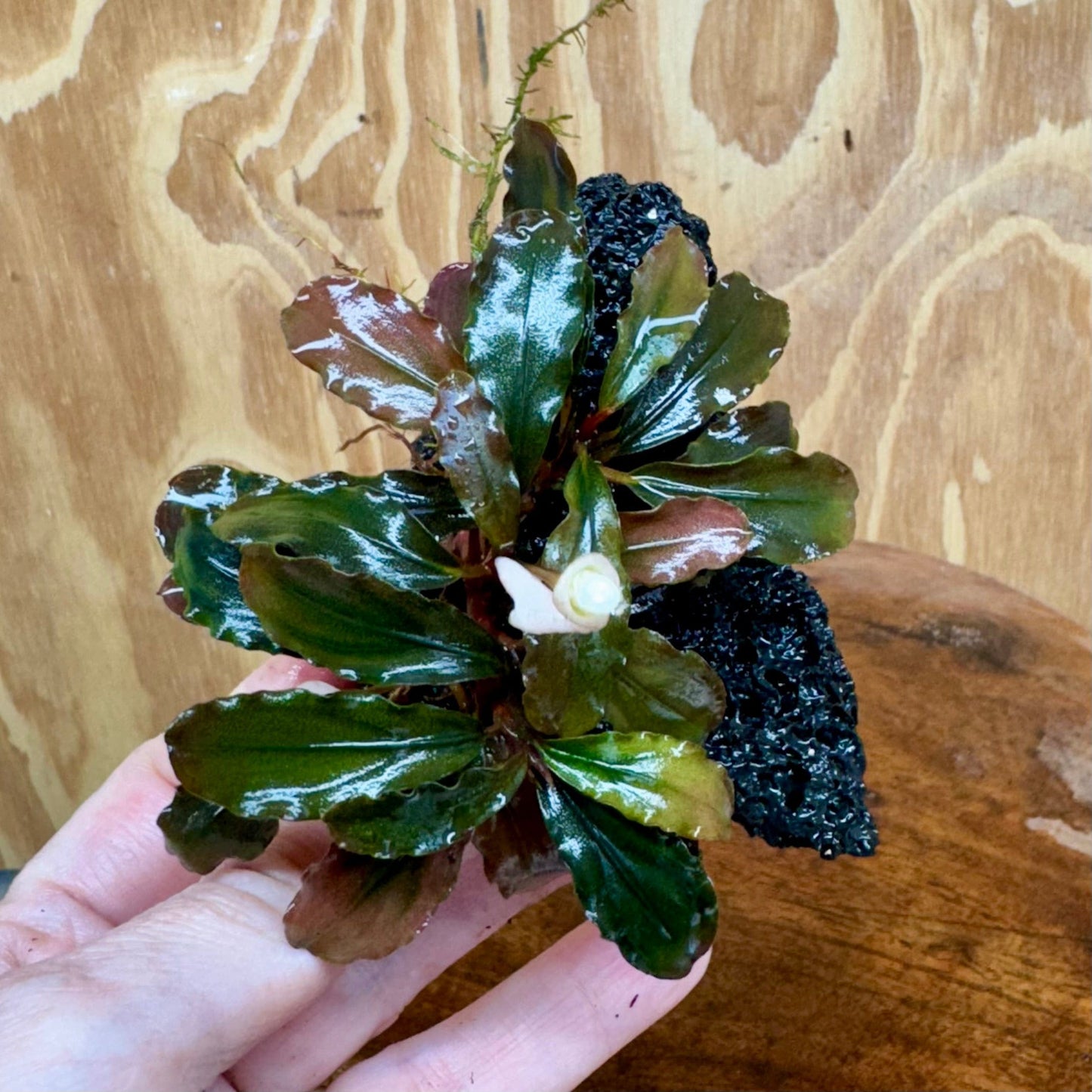 Scapeshop.com.au One Only Bucephalandra Lava Rock Small - ONE ONLY - Awesome Bucephalandra Lava Rock Small - ONE ONLY - Awesome