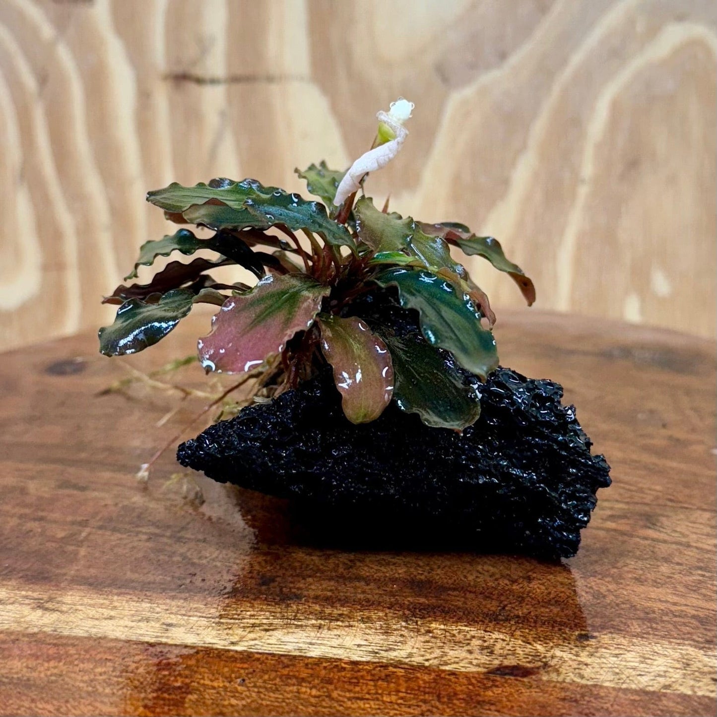 Scapeshop.com.au One Only Bucephalandra Lava Rock Small - ONE ONLY - Awesome Bucephalandra Lava Rock Small - ONE ONLY - Awesome