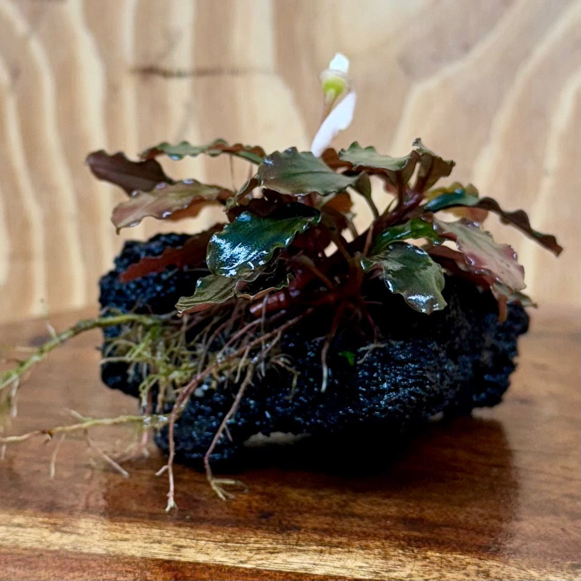 Scapeshop.com.au One Only Bucephalandra Lava Rock Small - ONE ONLY - Awesome Bucephalandra Lava Rock Small - ONE ONLY - Awesome