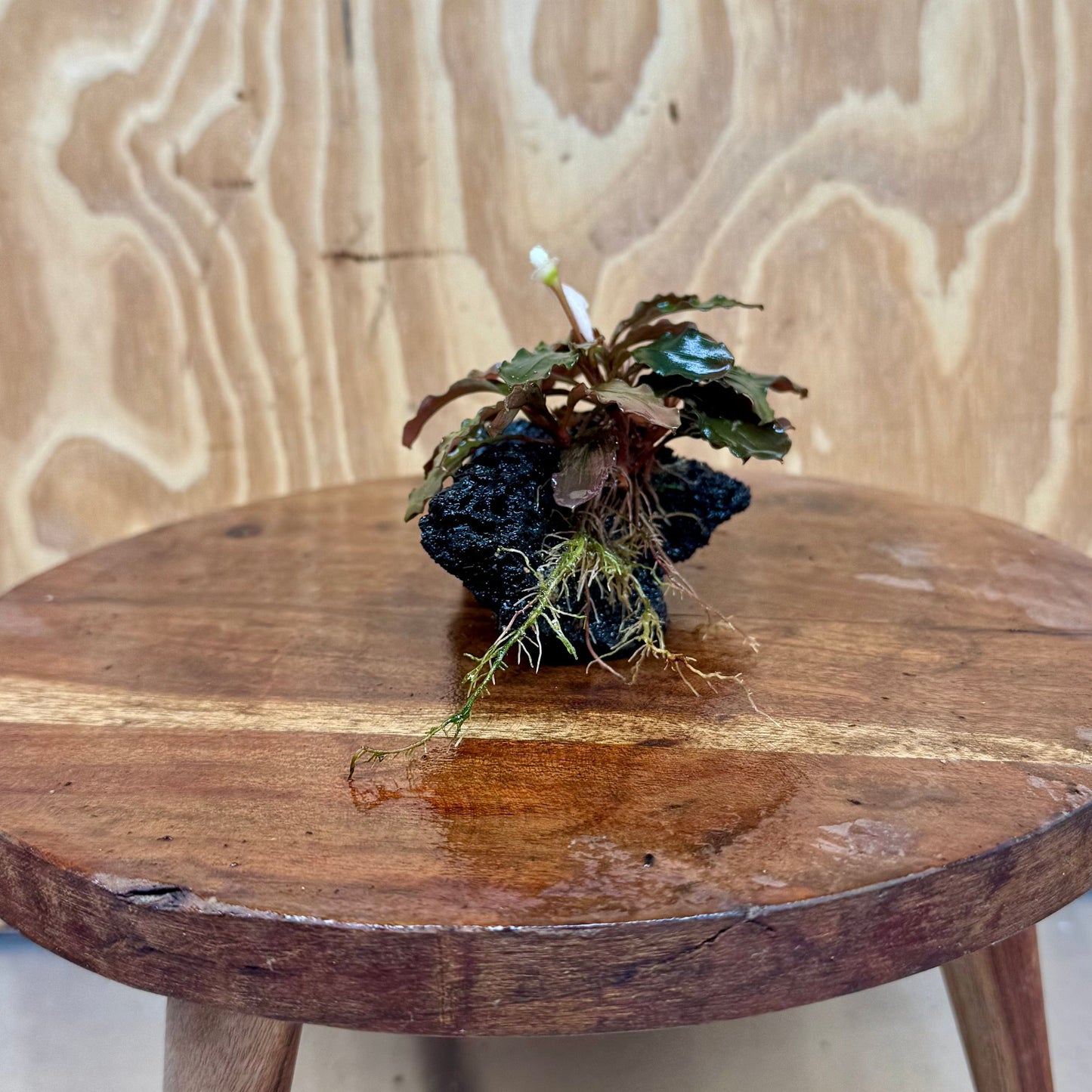 Scapeshop.com.au One Only Bucephalandra Lava Rock Small - ONE ONLY - Awesome Bucephalandra Lava Rock Small - ONE ONLY - Awesome