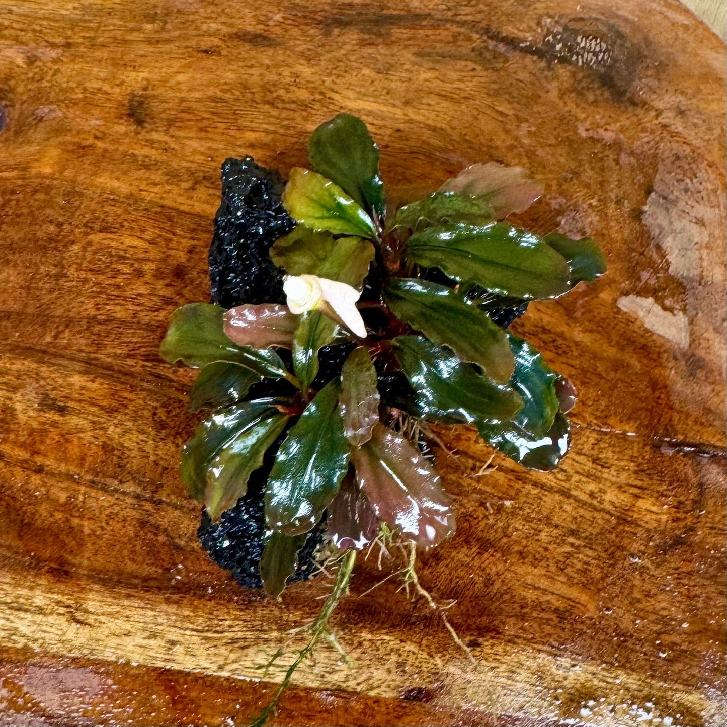 Scapeshop.com.au One Only Bucephalandra Lava Rock Small - ONE ONLY - Awesome Bucephalandra Lava Rock Small - ONE ONLY - Awesome