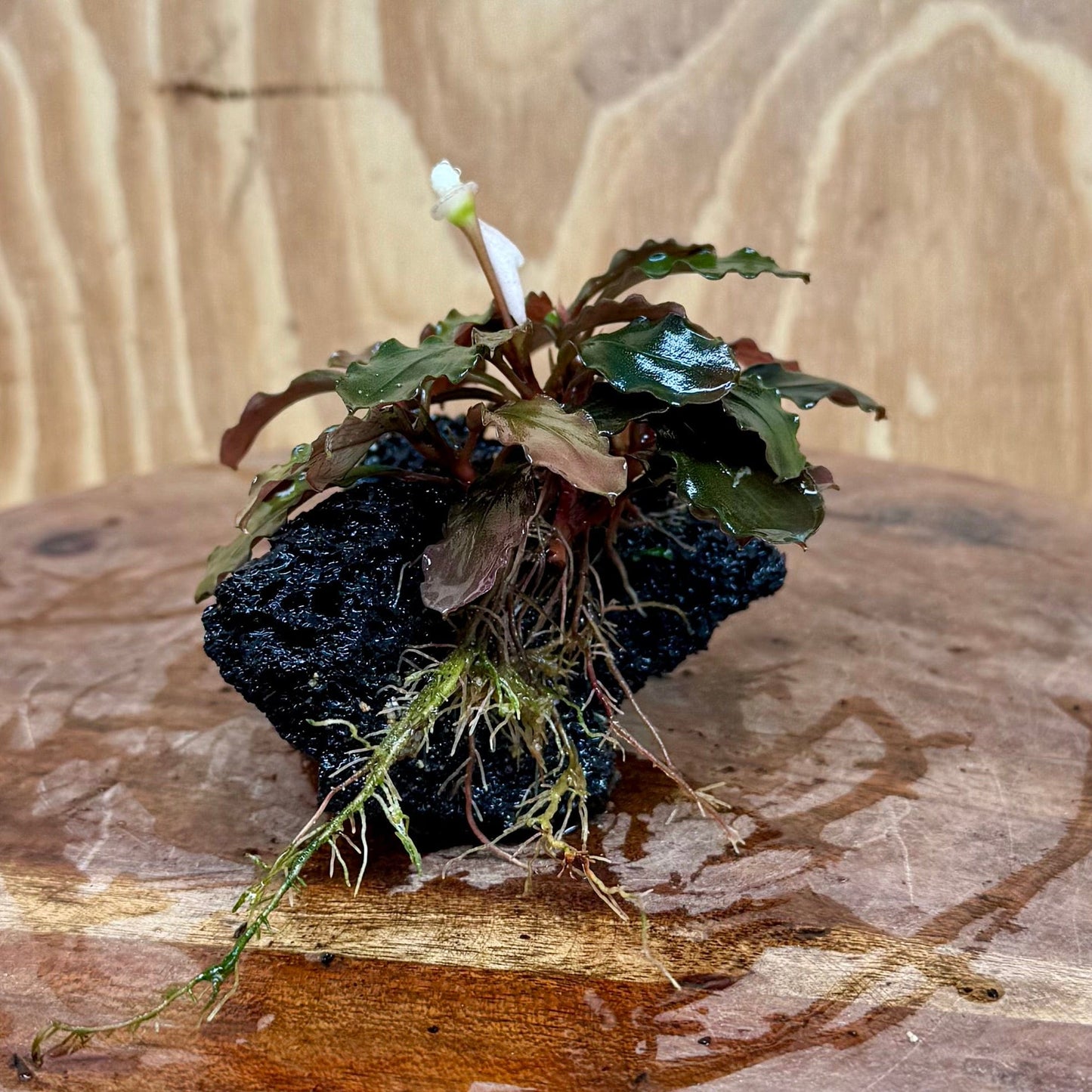 Scapeshop.com.au One Only Bucephalandra Lava Rock Small - ONE ONLY - Awesome Bucephalandra Lava Rock Small - ONE ONLY - Awesome