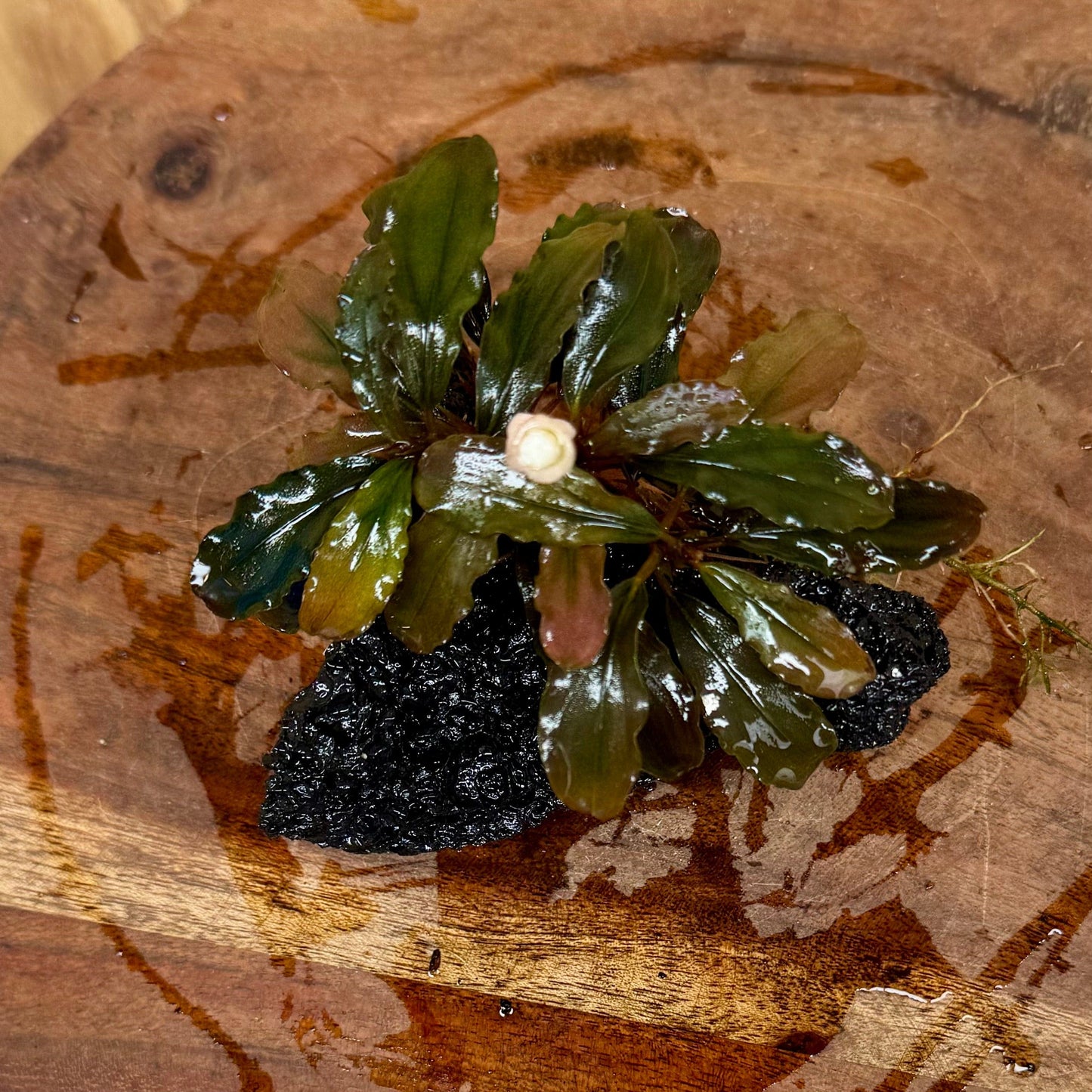 Scapeshop.com.au One Only Bucephalandra Lava Rock Small - ONE ONLY - Awesome Bucephalandra Lava Rock Small - ONE ONLY - Awesome