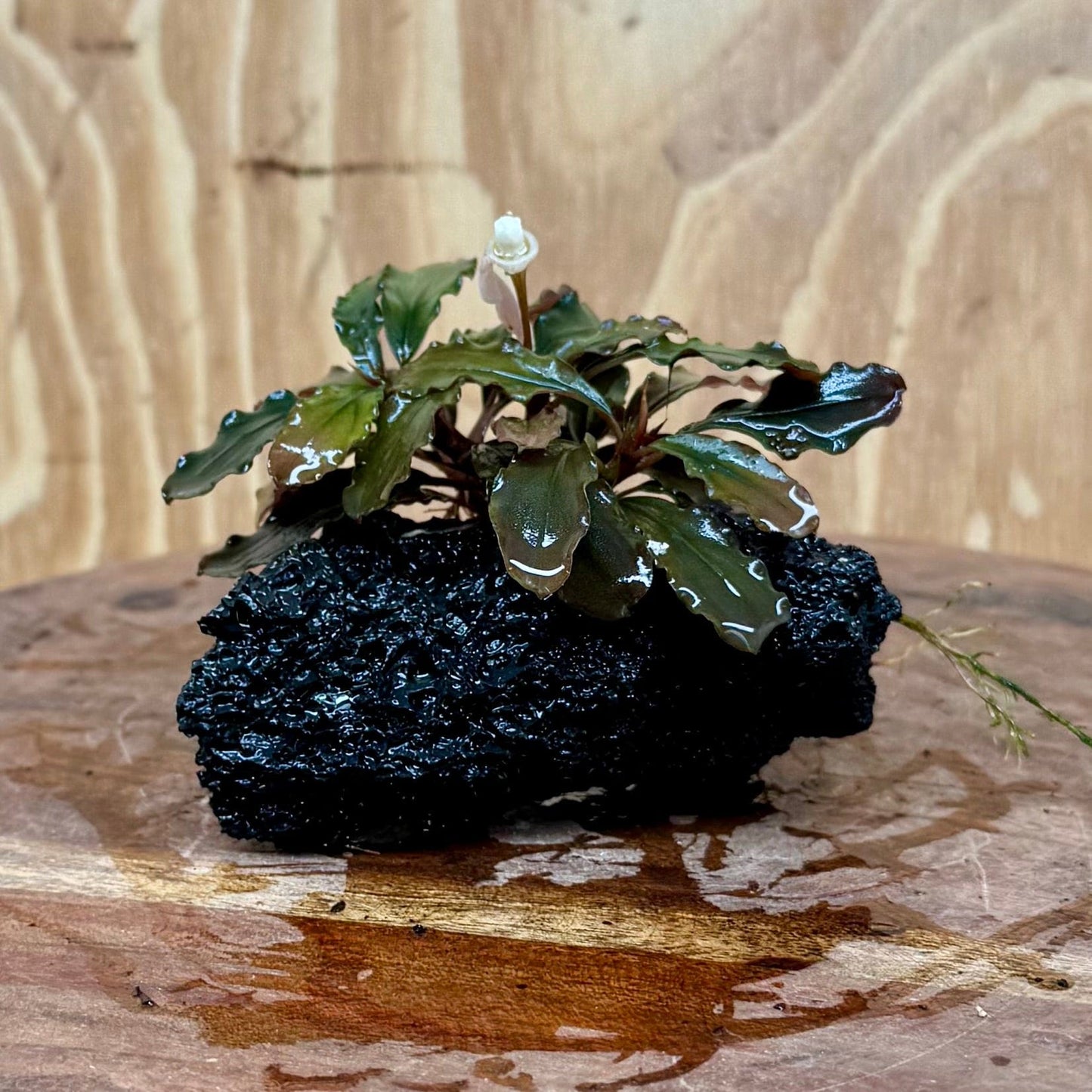 Scapeshop.com.au One Only Bucephalandra Lava Rock Small - ONE ONLY - Awesome Bucephalandra Lava Rock Small - ONE ONLY - Awesome