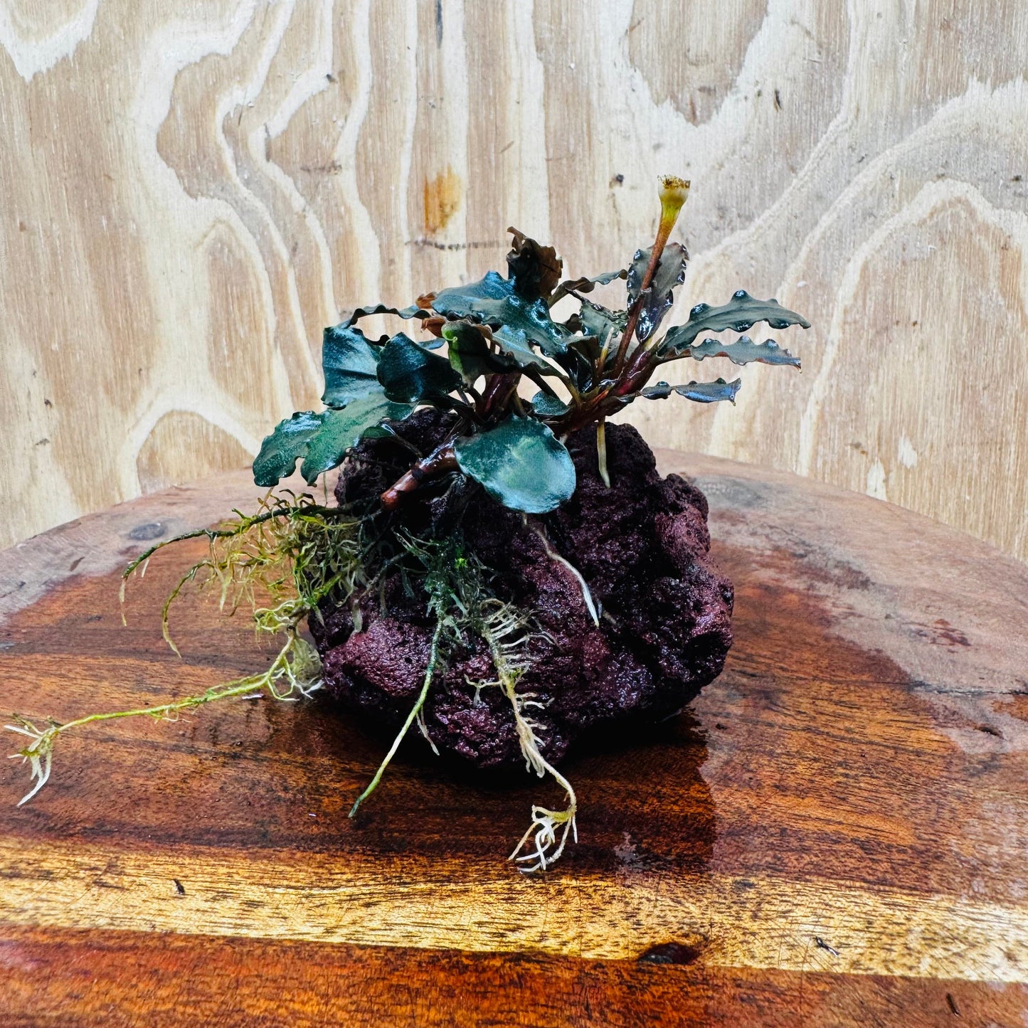 Scapeshop.com.au One Only Bucephalandra Lava Rock Small - ONE ONLY - Awesome Bucephalandra Lava Rock Small - ONE ONLY - Awesome