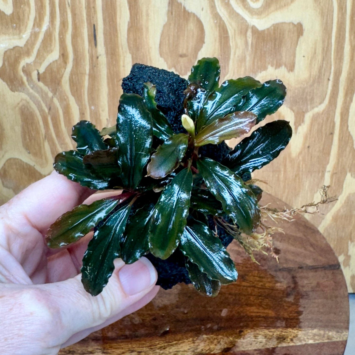 Scapeshop.com.au One Only Bucephalandra Lava Rock Small - ONE ONLY - Curve Bucephalandra Lava Rock Small - ONE ONLY - Curve