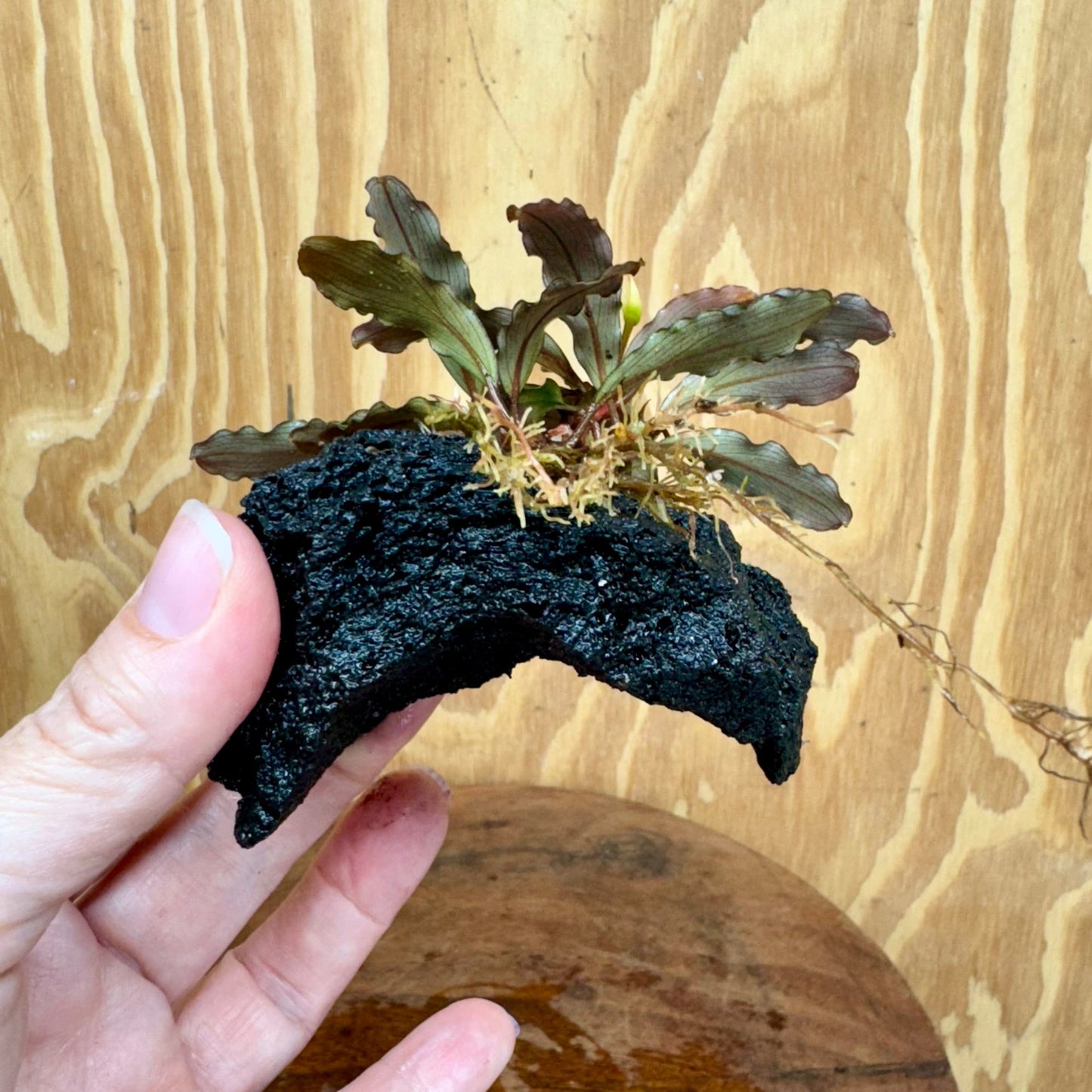 Scapeshop.com.au One Only Bucephalandra Lava Rock Small - ONE ONLY - Curve Bucephalandra Lava Rock Small - ONE ONLY - Curve