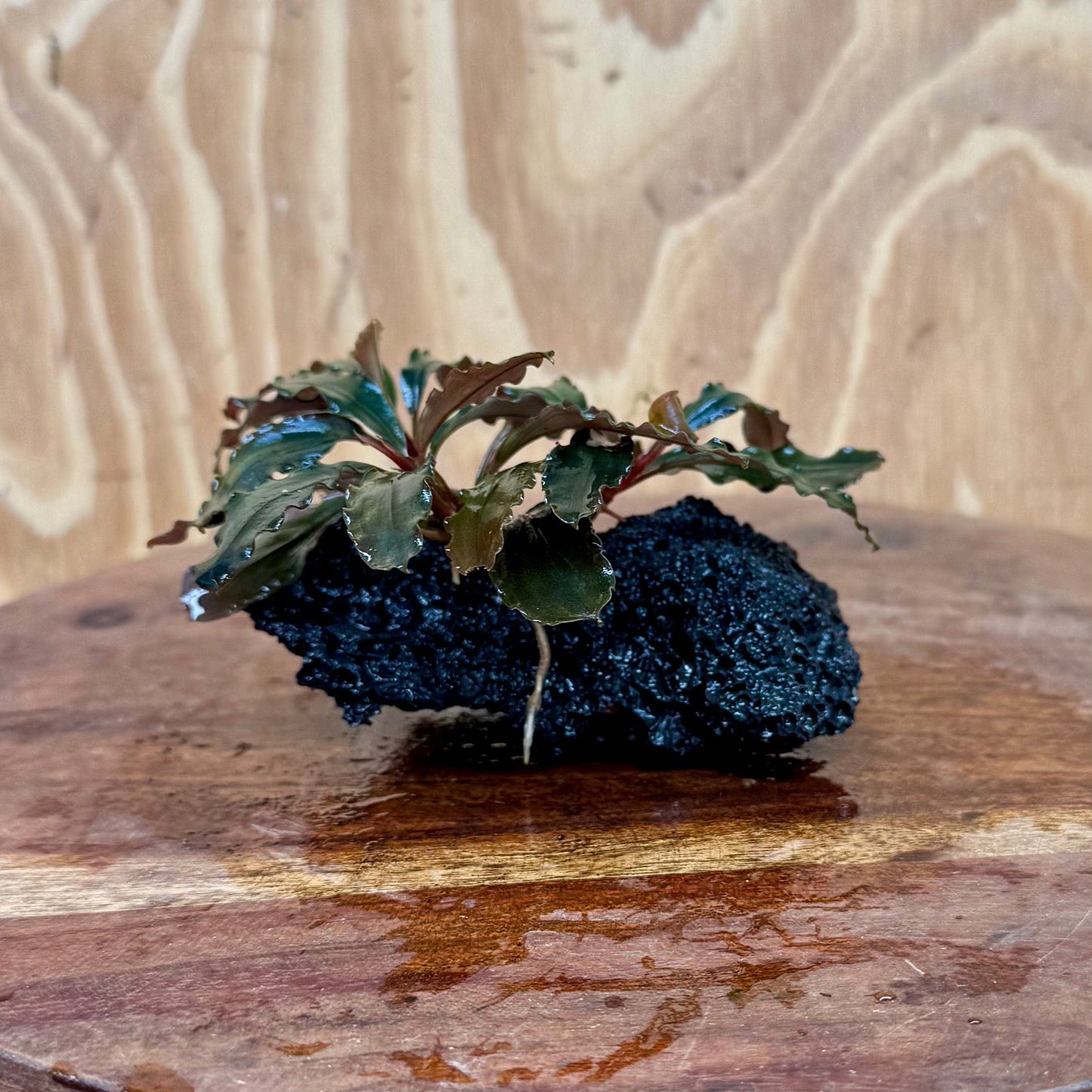 Scapeshop.com.au One Only Bucephalandra Lava Rock Small - ONE ONLY - Fantastic Bucephalandra Lava Rock Small - ONE ONLY - Fantastic