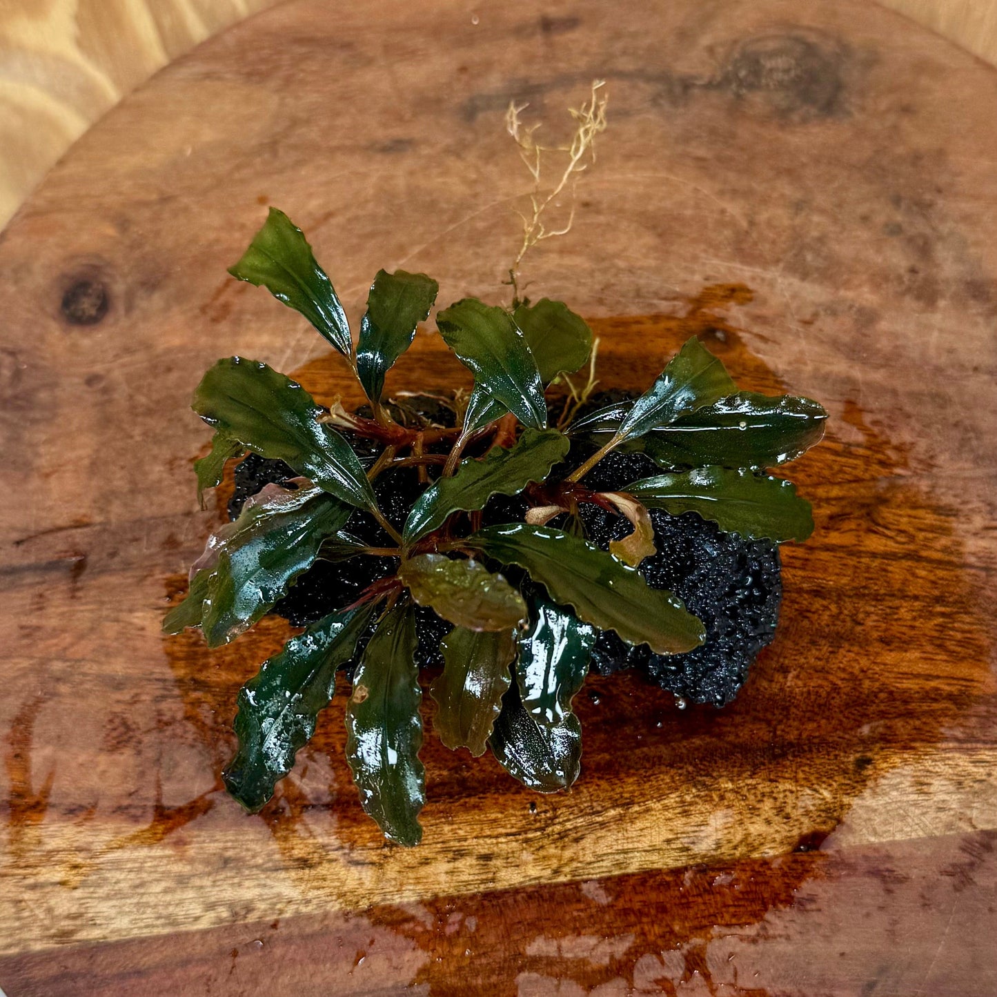 Scapeshop.com.au One Only Bucephalandra Lava Rock Small - ONE ONLY - Fantastic Bucephalandra Lava Rock Small - ONE ONLY - Fantastic