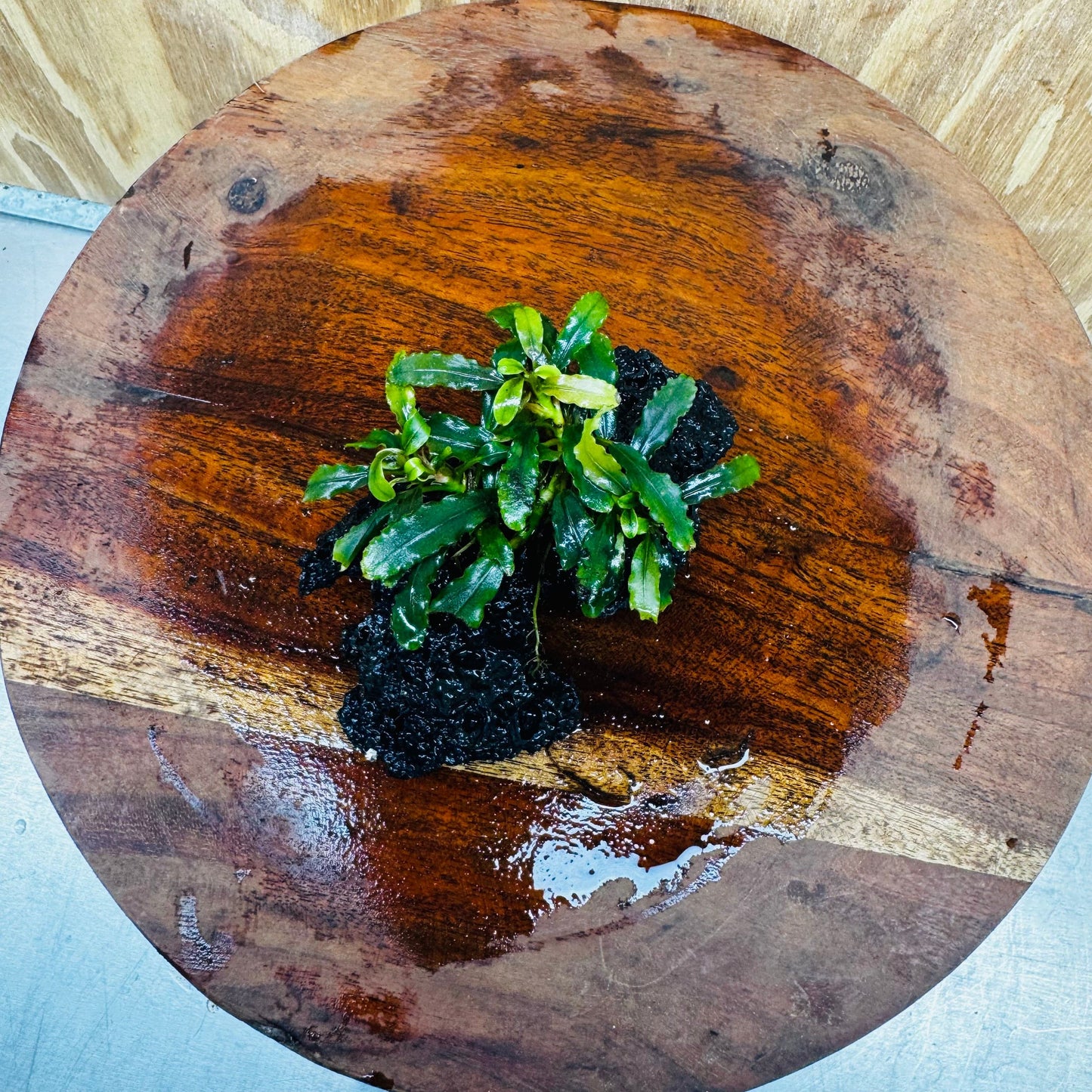 Scapeshop.com.au One Only Bucephalandra Lava Rock Small - ONE ONLY - Fantastic Bucephalandra Lava Rock Small - ONE ONLY - Fantastic