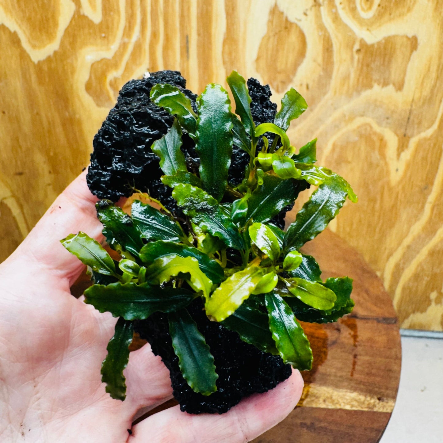 Scapeshop.com.au One Only Bucephalandra Lava Rock Small - ONE ONLY - Fantastic Bucephalandra Lava Rock Small - ONE ONLY - Fantastic