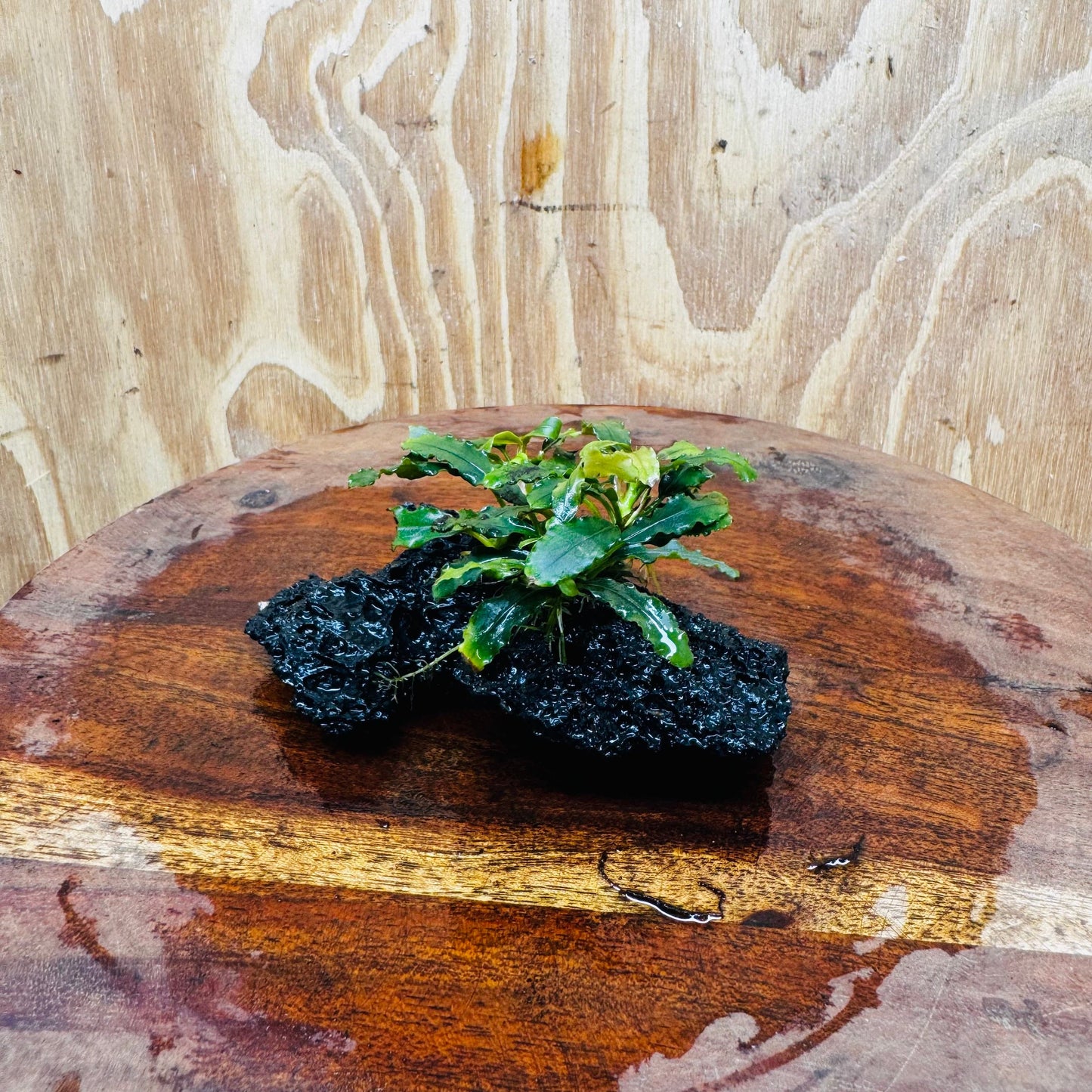Scapeshop.com.au One Only Bucephalandra Lava Rock Small - ONE ONLY - Fantastic Bucephalandra Lava Rock Small - ONE ONLY - Fantastic
