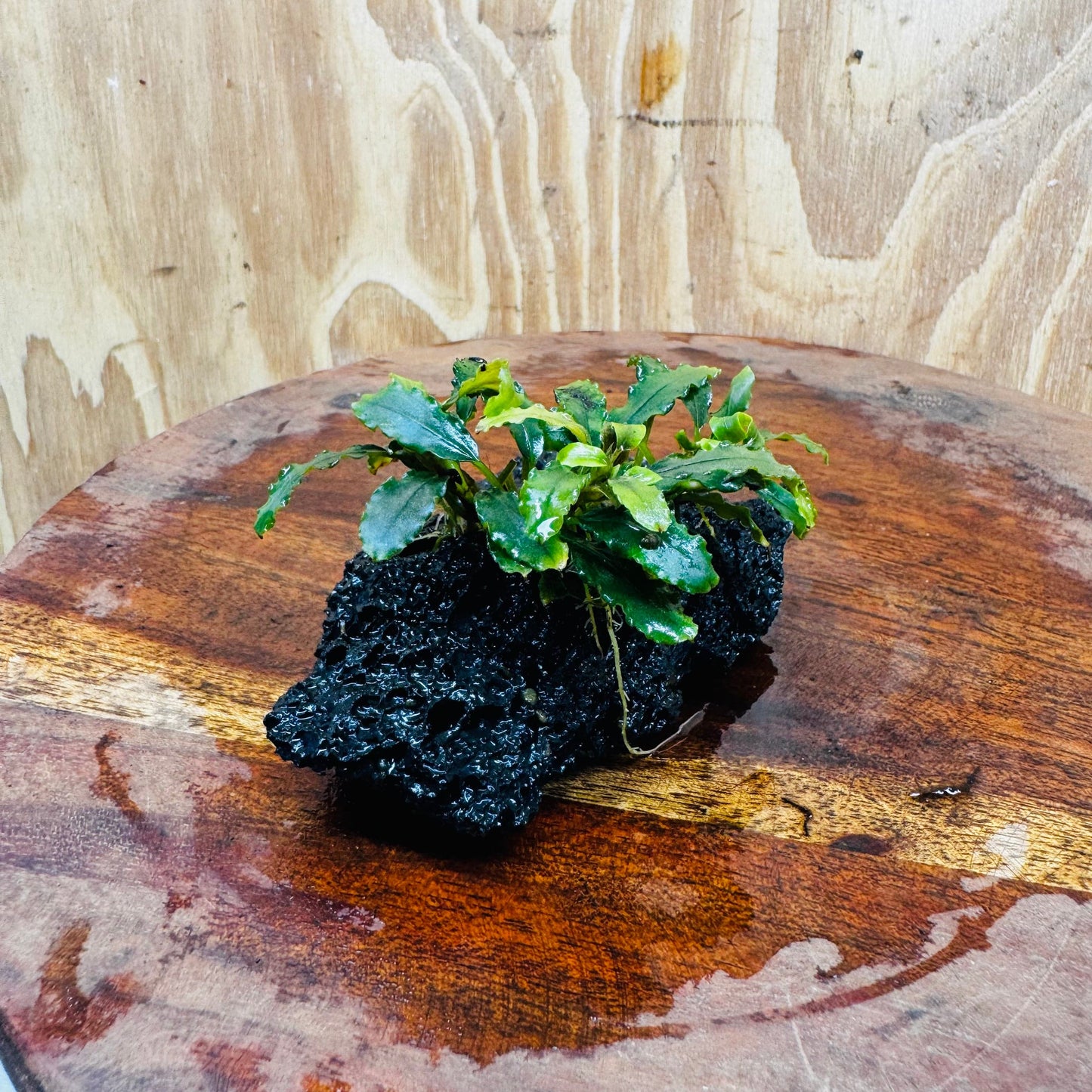 Scapeshop.com.au One Only Bucephalandra Lava Rock Small - ONE ONLY - Fantastic Bucephalandra Lava Rock Small - ONE ONLY - Fantastic