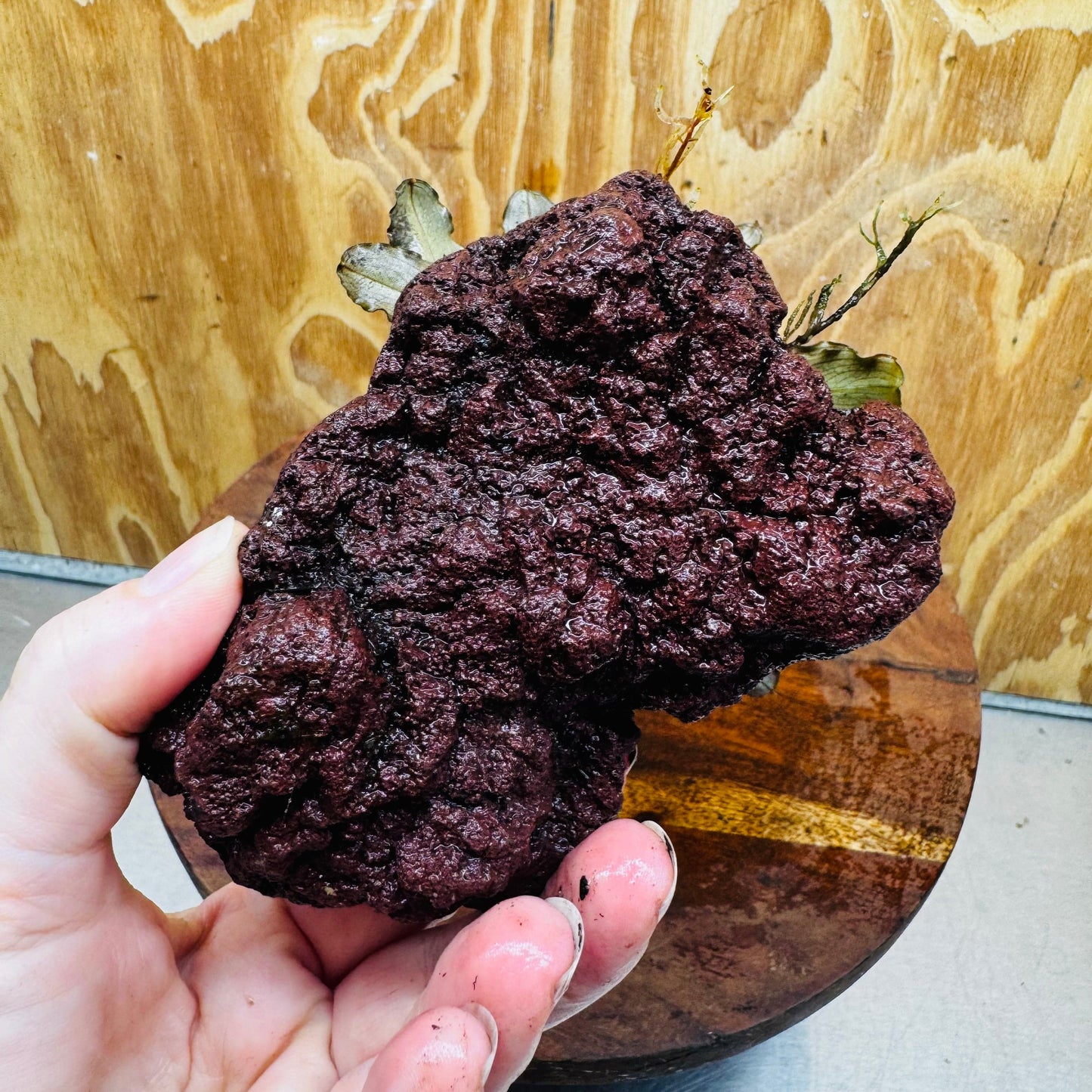 Scapeshop.com.au One Only Bucephalandra Lava Rock Small - ONE ONLY - Rusty Bucephalandra Lava Rock Small - ONE ONLY - Rusty