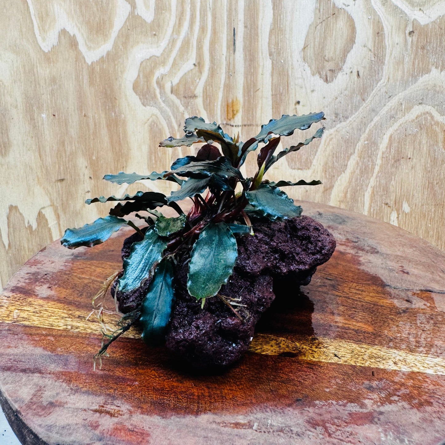Scapeshop.com.au One Only Bucephalandra Lava Rock Small - ONE ONLY - Rusty Bucephalandra Lava Rock Small - ONE ONLY - Rusty