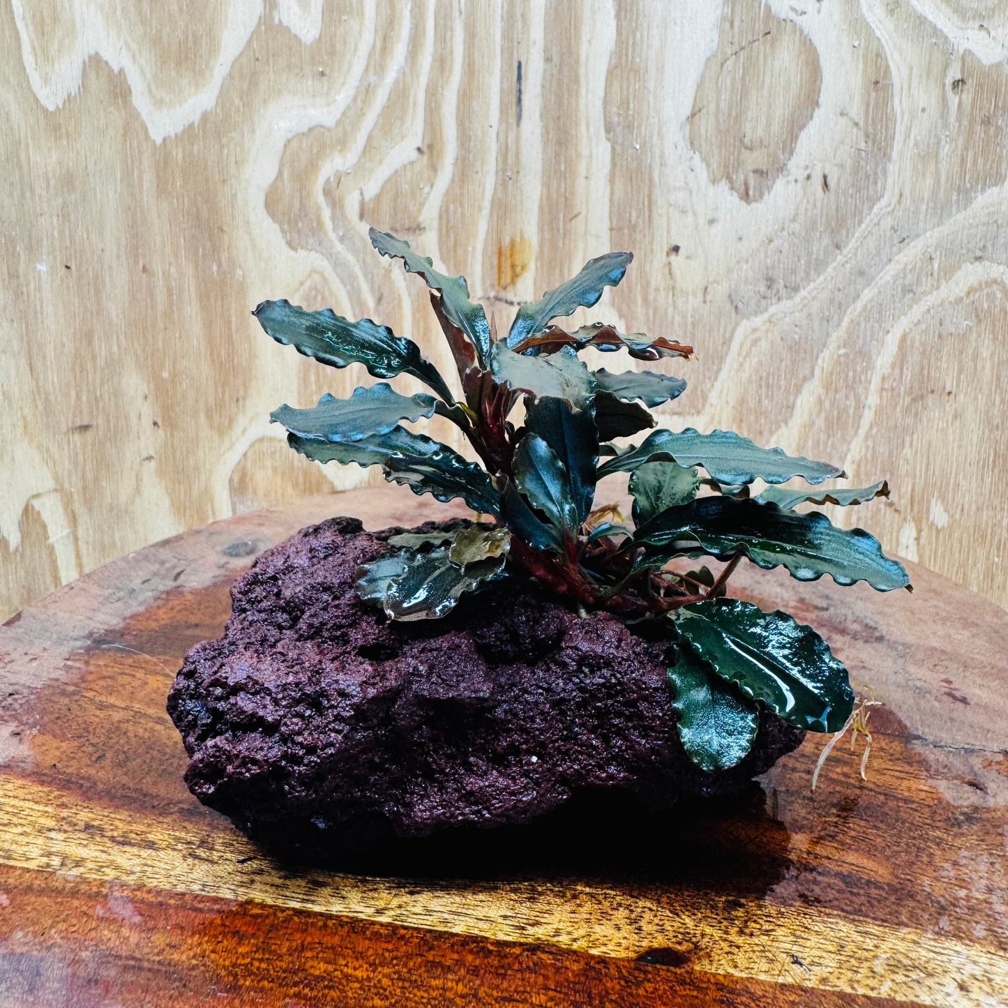 Scapeshop.com.au One Only Bucephalandra Lava Rock Small - ONE ONLY - Rusty Bucephalandra Lava Rock Small - ONE ONLY - Rusty