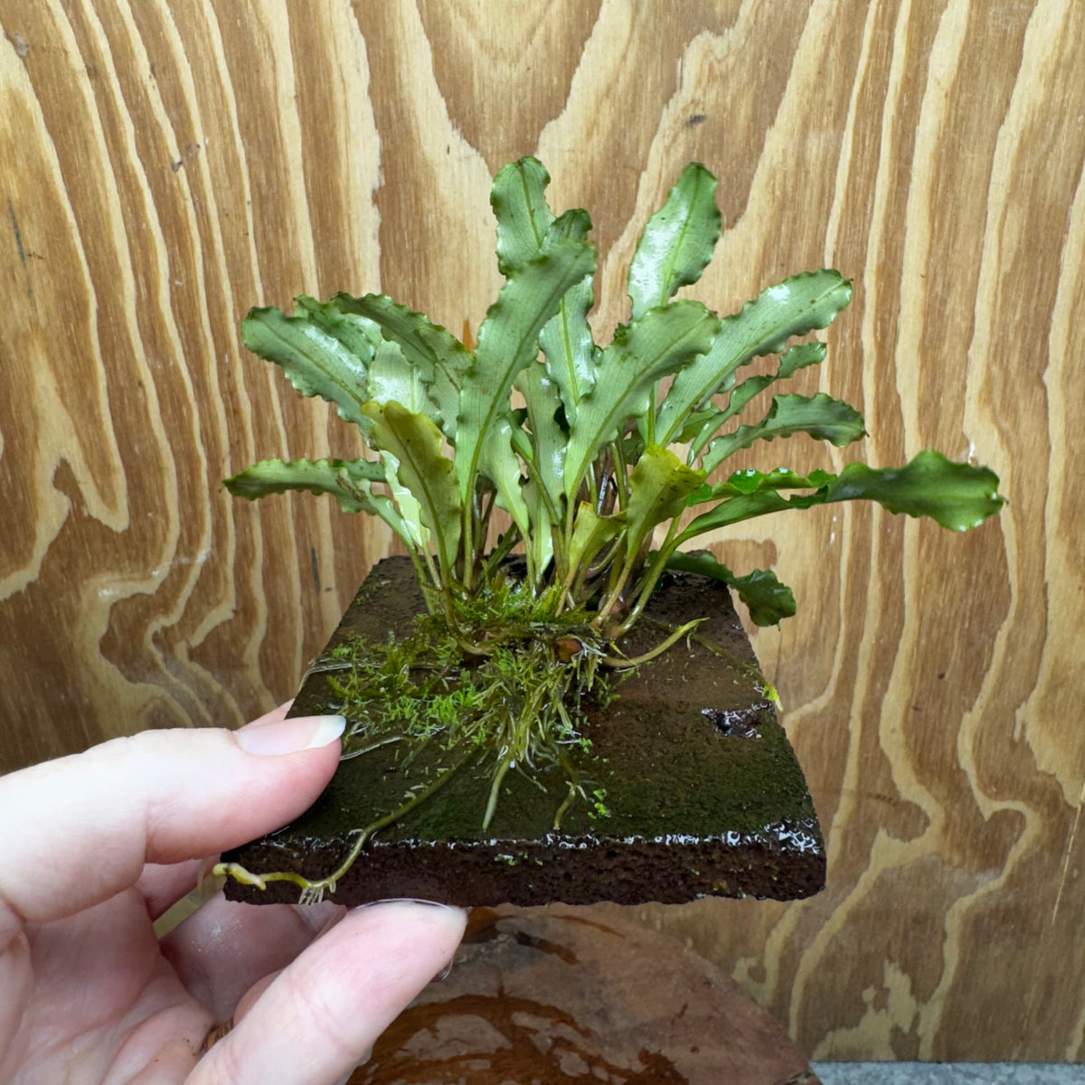 Scapeshop.com.au One Only Bucephalandra Lava Tiles - ONE ONLY - Fancy Bucephalandra Lava Tiles For Aquariums - ONE ONLY - Fancy Scapeshop