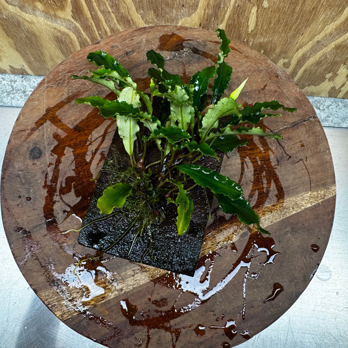 Scapeshop.com.au One Only Bucephalandra Lava Tiles - ONE ONLY - Fancy Bucephalandra Lava Tiles For Aquariums - ONE ONLY - Fancy Scapeshop
