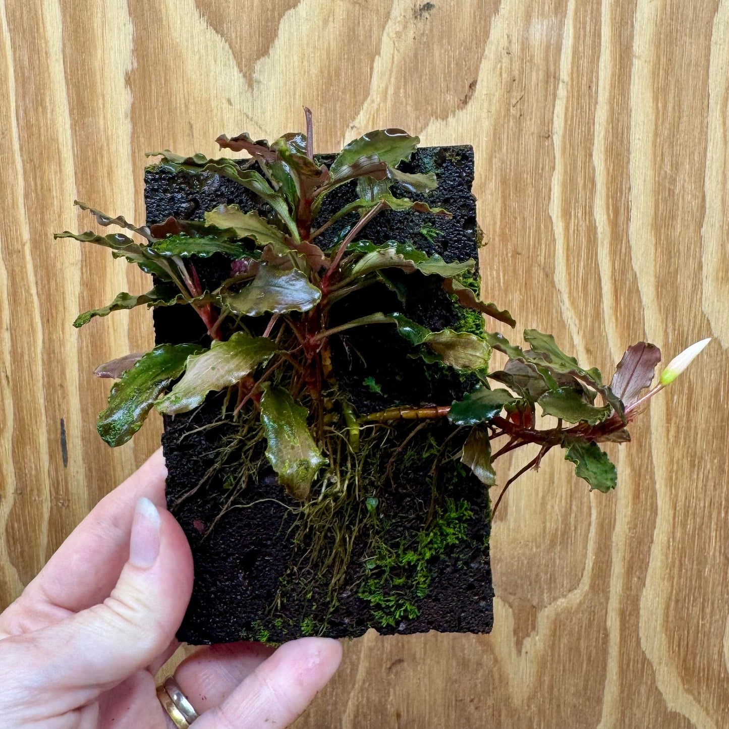 Scapeshop.com.au One Only Bucephalandra Lava Tiles - ONE ONLY - Piece 1 Bucephalandra Lava Tiles - ONE ONLY - Piece 1