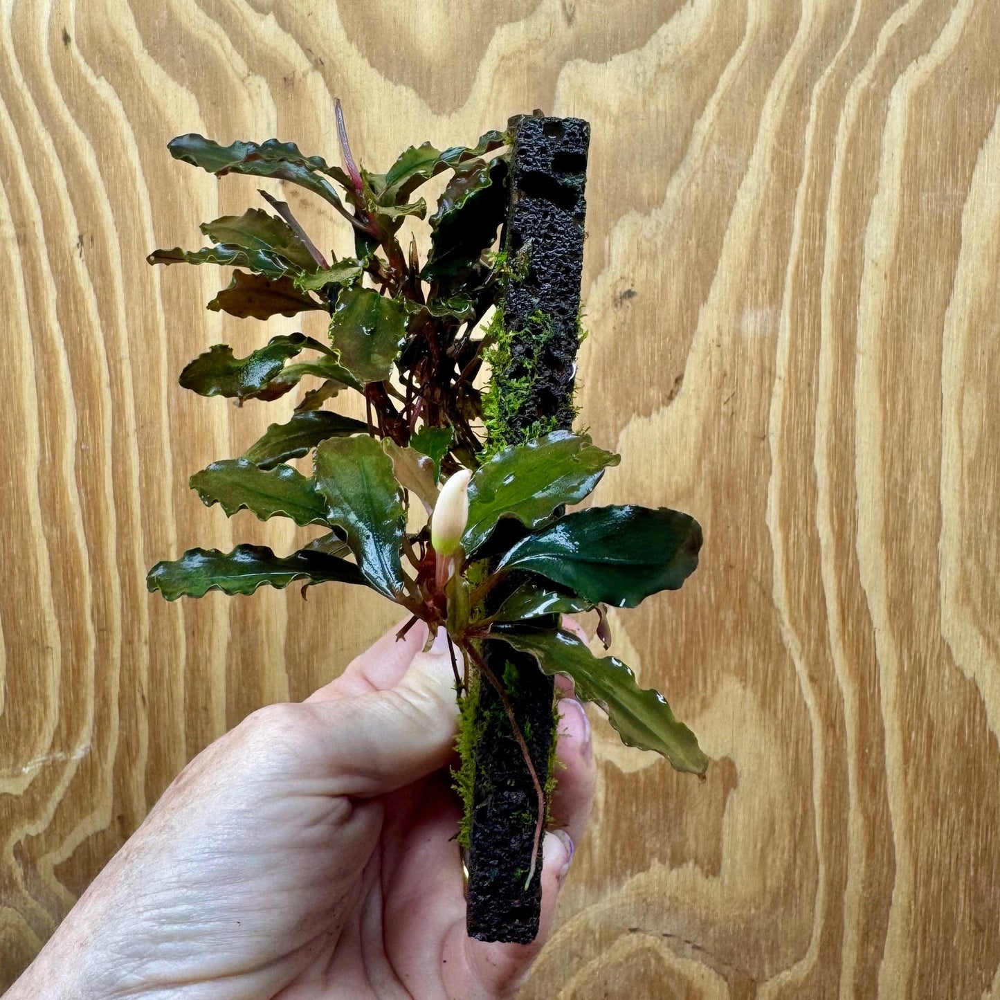 Scapeshop.com.au One Only Bucephalandra Lava Tiles - ONE ONLY - Piece 1 Bucephalandra Lava Tiles - ONE ONLY - Piece 1