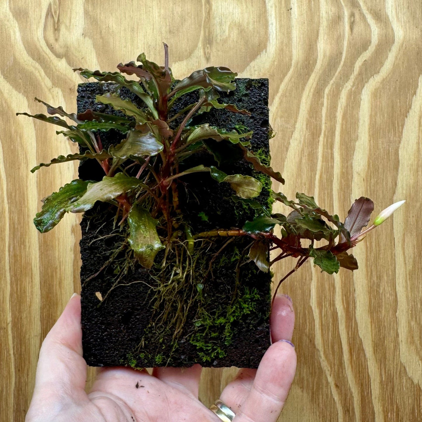 Scapeshop.com.au One Only Bucephalandra Lava Tiles - ONE ONLY - Piece 1 Bucephalandra Lava Tiles - ONE ONLY - Piece 1