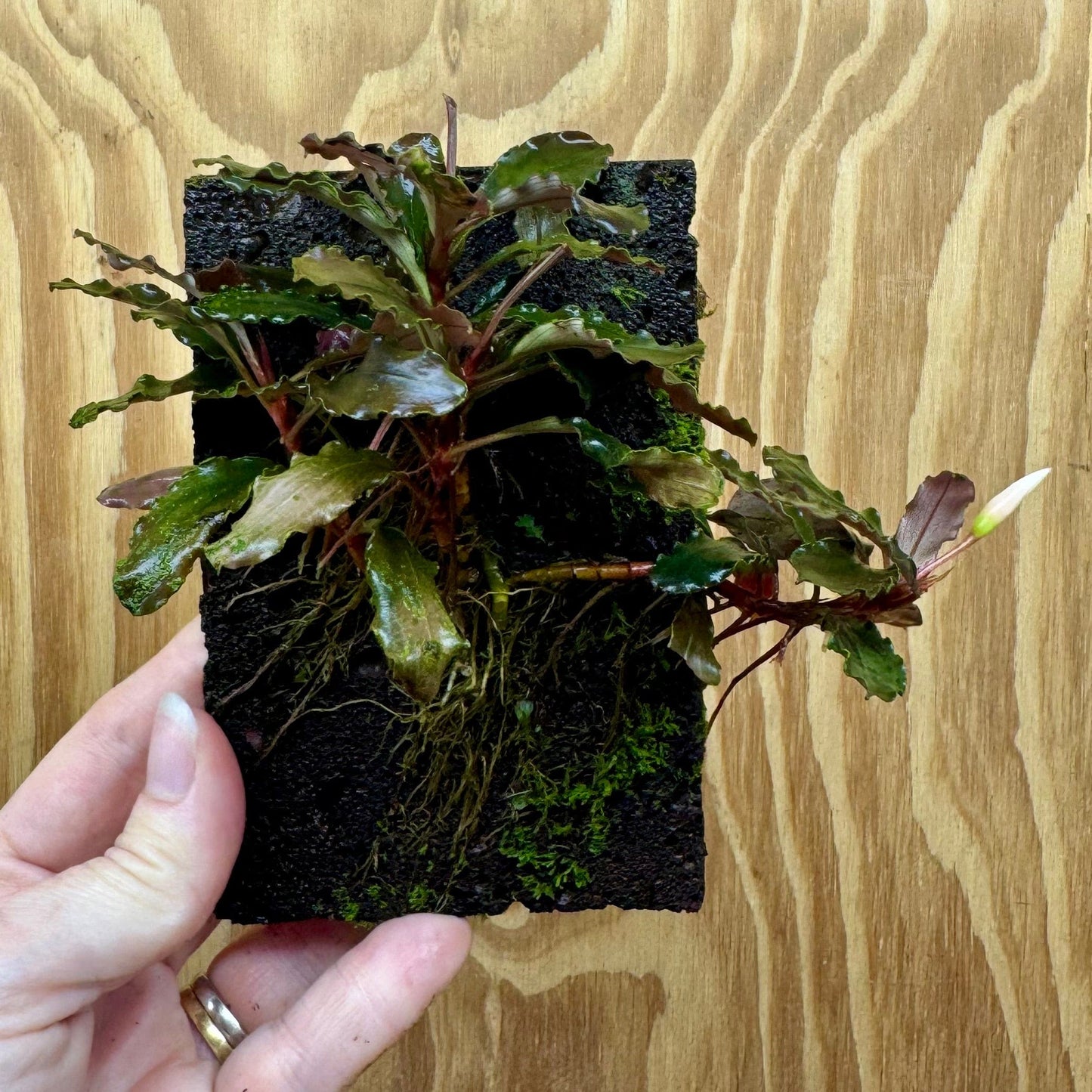 Scapeshop.com.au One Only Bucephalandra Lava Tiles - ONE ONLY - Piece 1 Bucephalandra Lava Tiles - ONE ONLY - Piece 1
