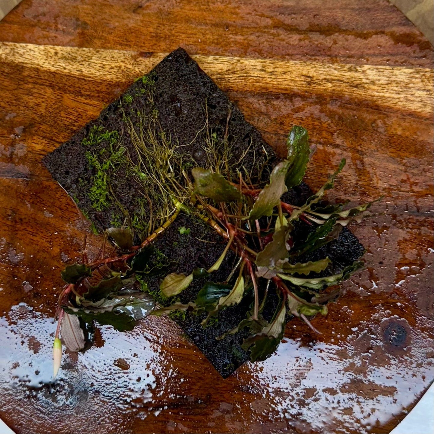 Scapeshop.com.au One Only Bucephalandra Lava Tiles - ONE ONLY - Piece 1 Bucephalandra Lava Tiles - ONE ONLY - Piece 1