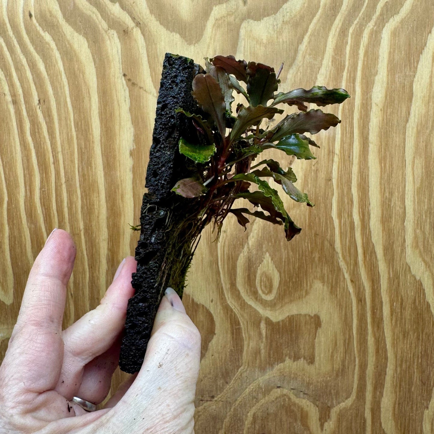 Scapeshop.com.au One Only Bucephalandra Lava Tiles - ONE ONLY - Piece 1 Bucephalandra Lava Tiles - ONE ONLY - Piece 1