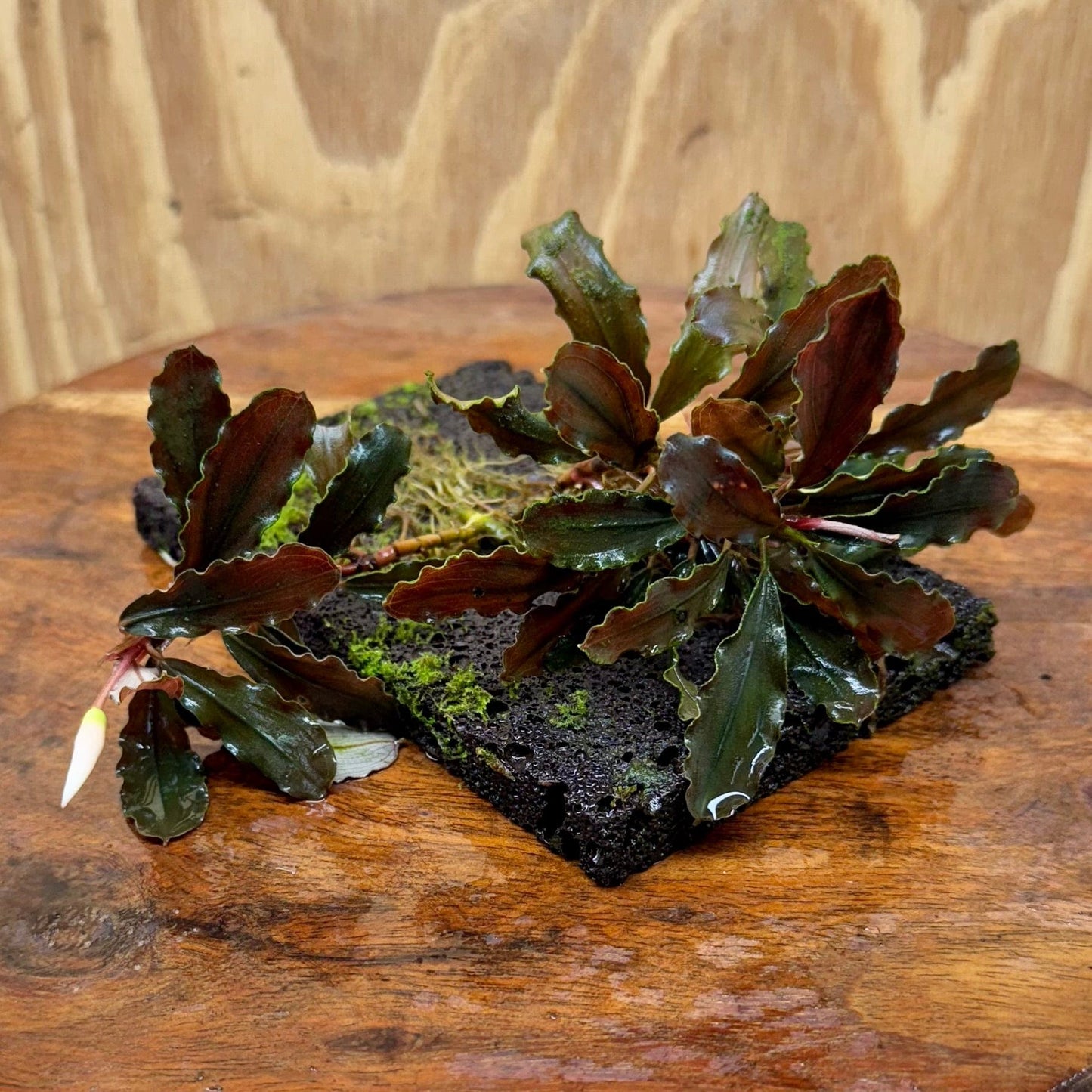 Scapeshop.com.au One Only Bucephalandra Lava Tiles - ONE ONLY - Piece 1 Bucephalandra Lava Tiles - ONE ONLY - Piece 1