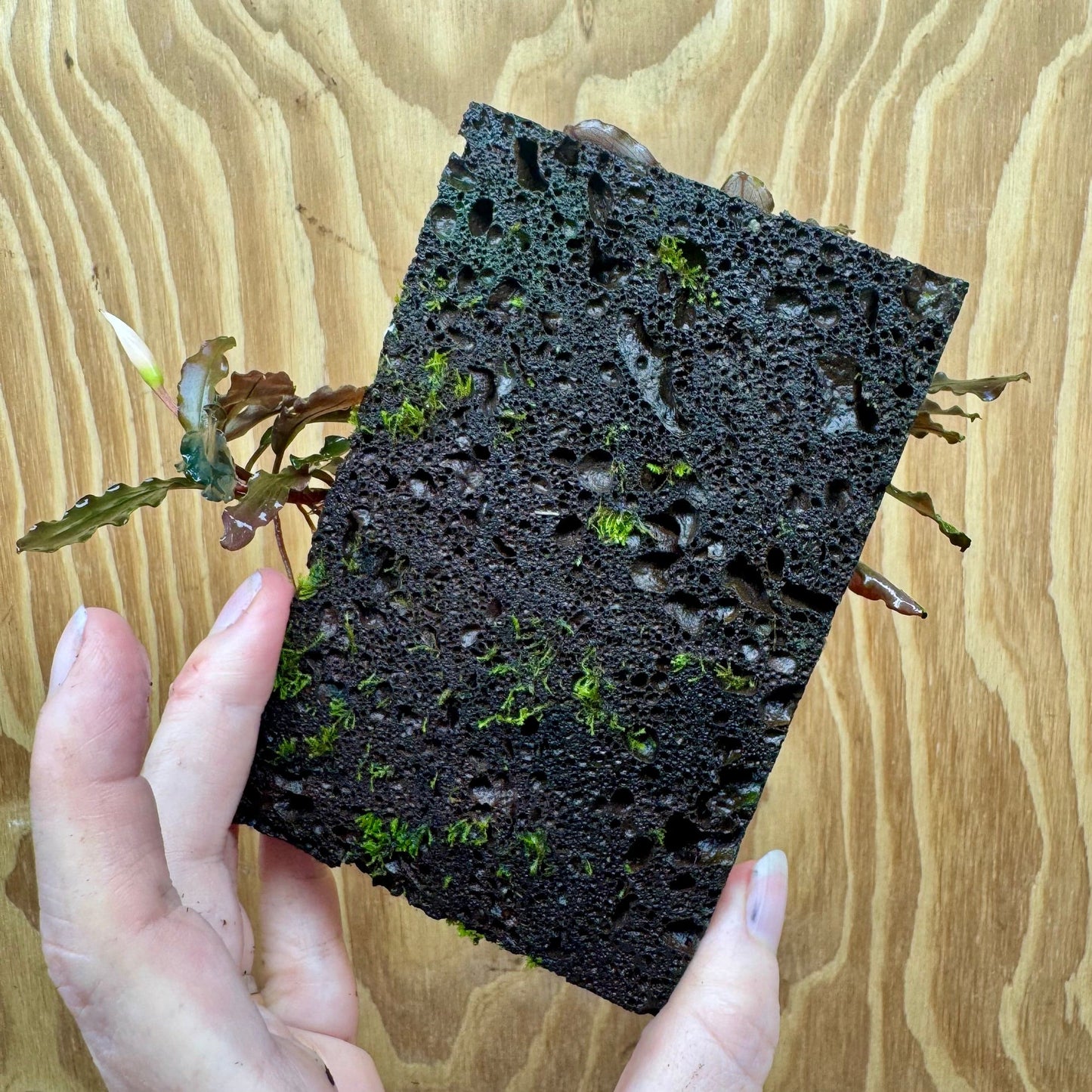 Scapeshop.com.au One Only Bucephalandra Lava Tiles - ONE ONLY - Piece 1 Bucephalandra Lava Tiles - ONE ONLY - Piece 1