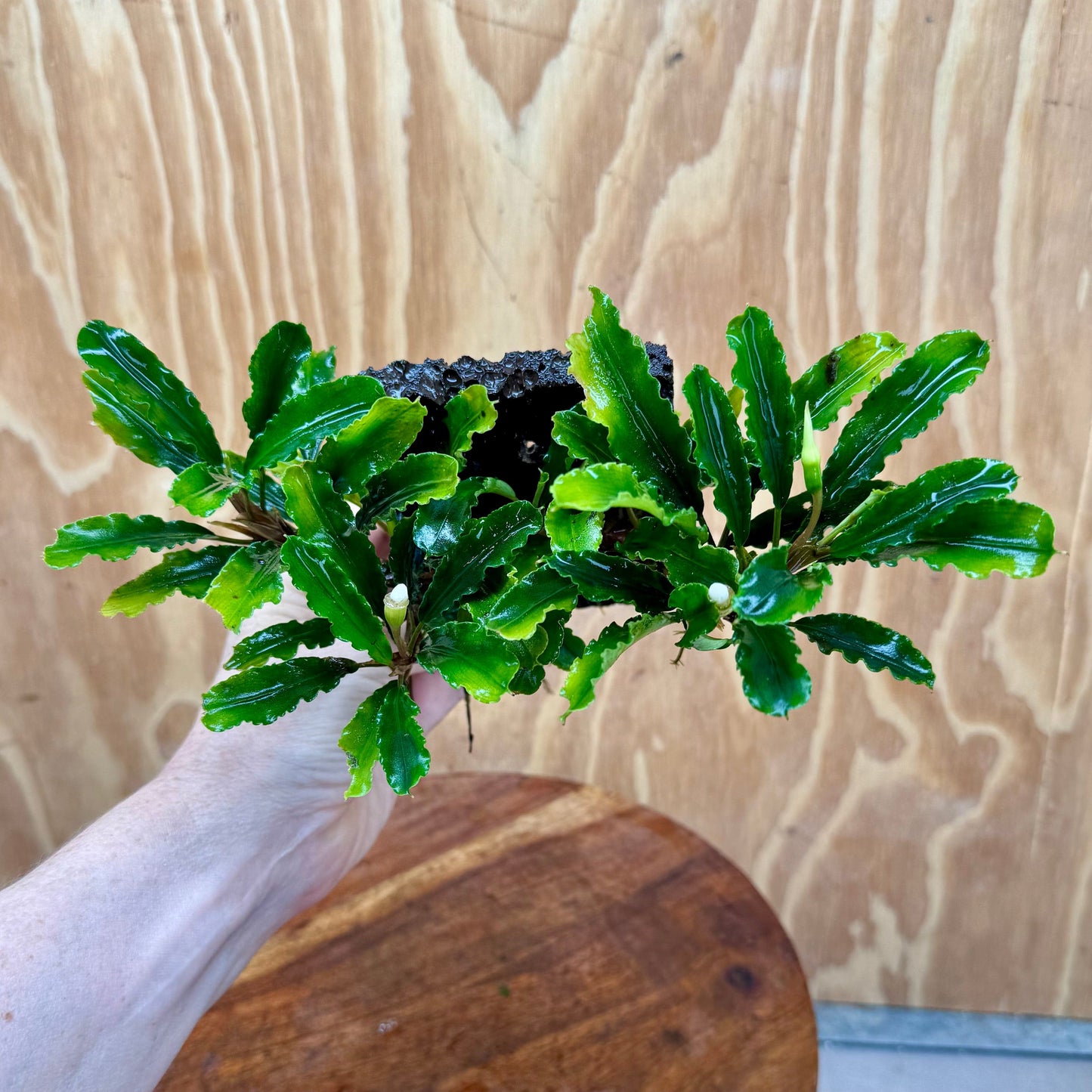 Scapeshop.com.au One Only Bucephalandra Lava Tiles - ONE ONLY - Piece 2 Bucephalandra Lava Tiles - ONE ONLY - Piece 2 Scapeshop Australia