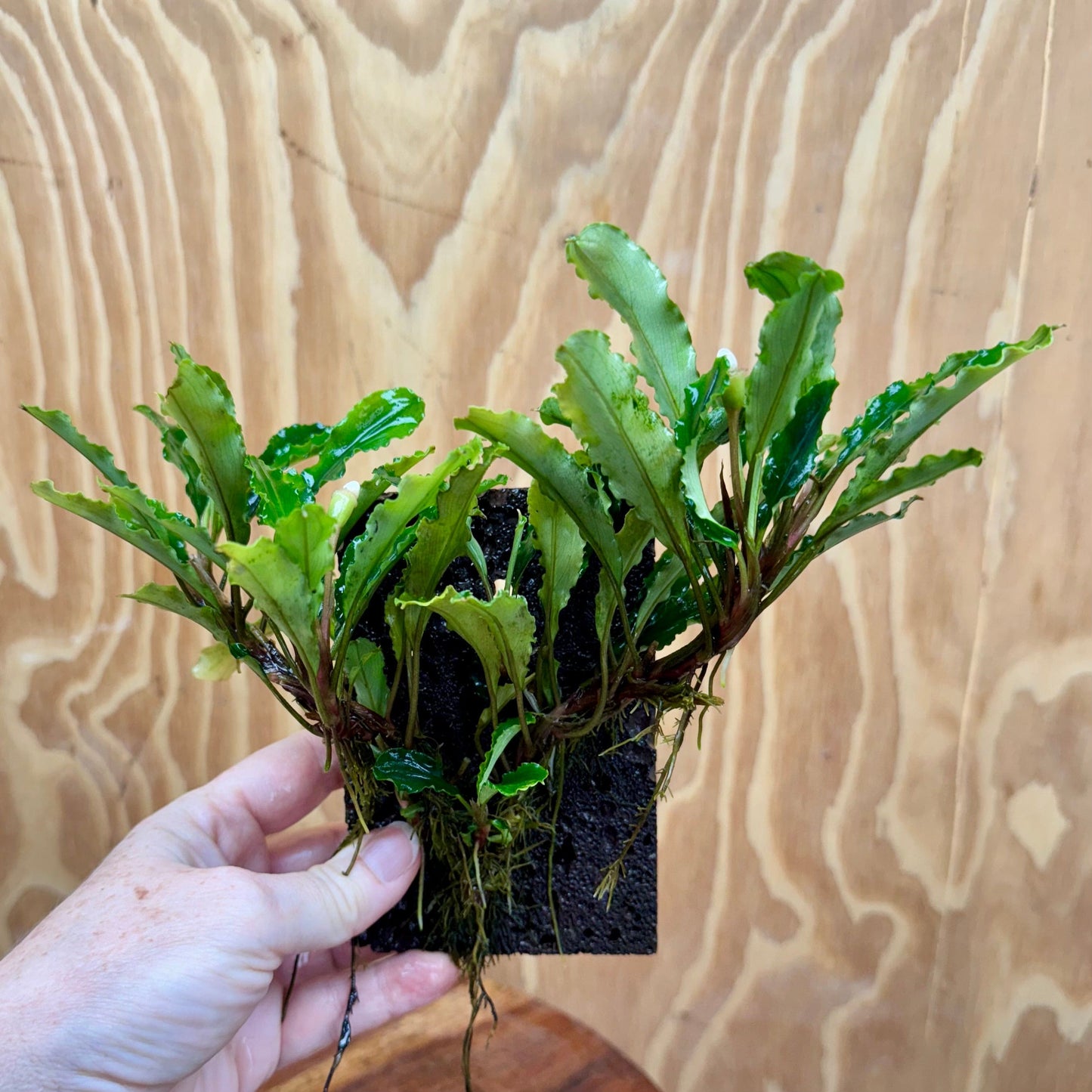 Scapeshop.com.au One Only Bucephalandra Lava Tiles - ONE ONLY - Piece 2 Bucephalandra Lava Tiles - ONE ONLY - Piece 2 Scapeshop Australia