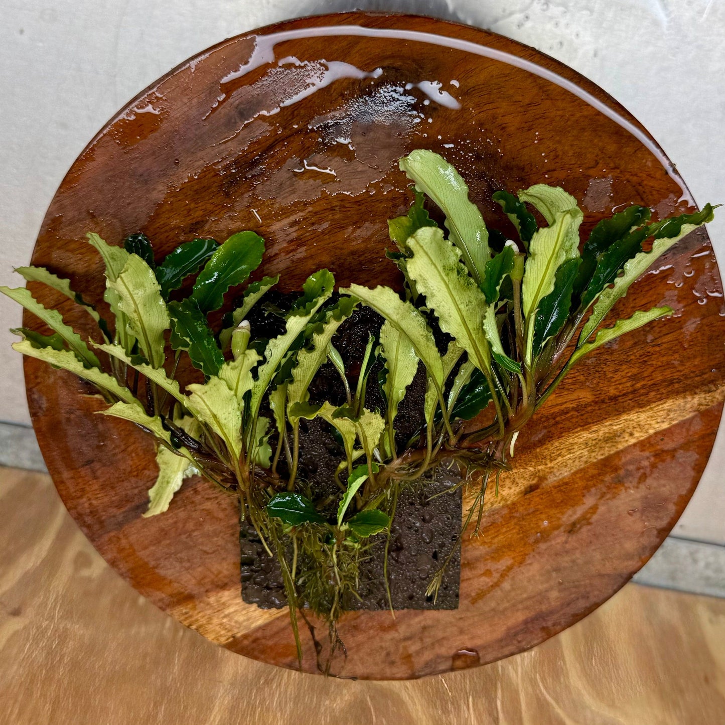 Scapeshop.com.au One Only Bucephalandra Lava Tiles - ONE ONLY - Piece 2 Bucephalandra Lava Tiles - ONE ONLY - Piece 2 Scapeshop Australia